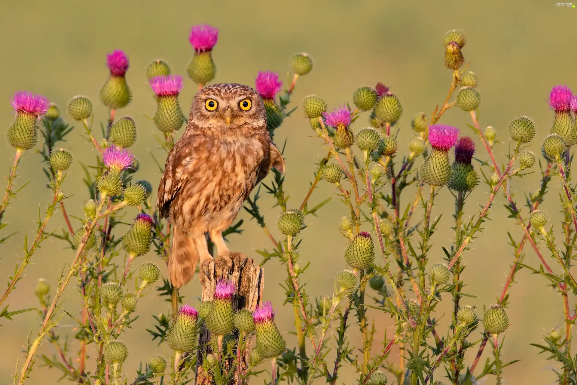 owl, Flowers, teasel, Little Owl