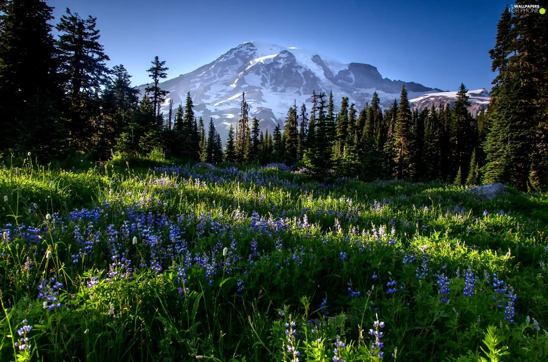 forest, Meadow, light breaking through sky, morning, Mountains, Flowers