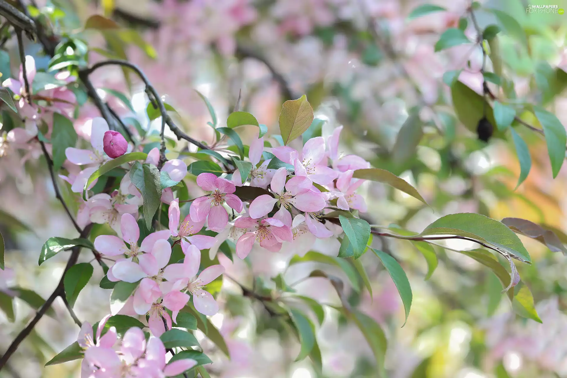 Paradise Apple tree, Flowers, Fruit Tree, Pink