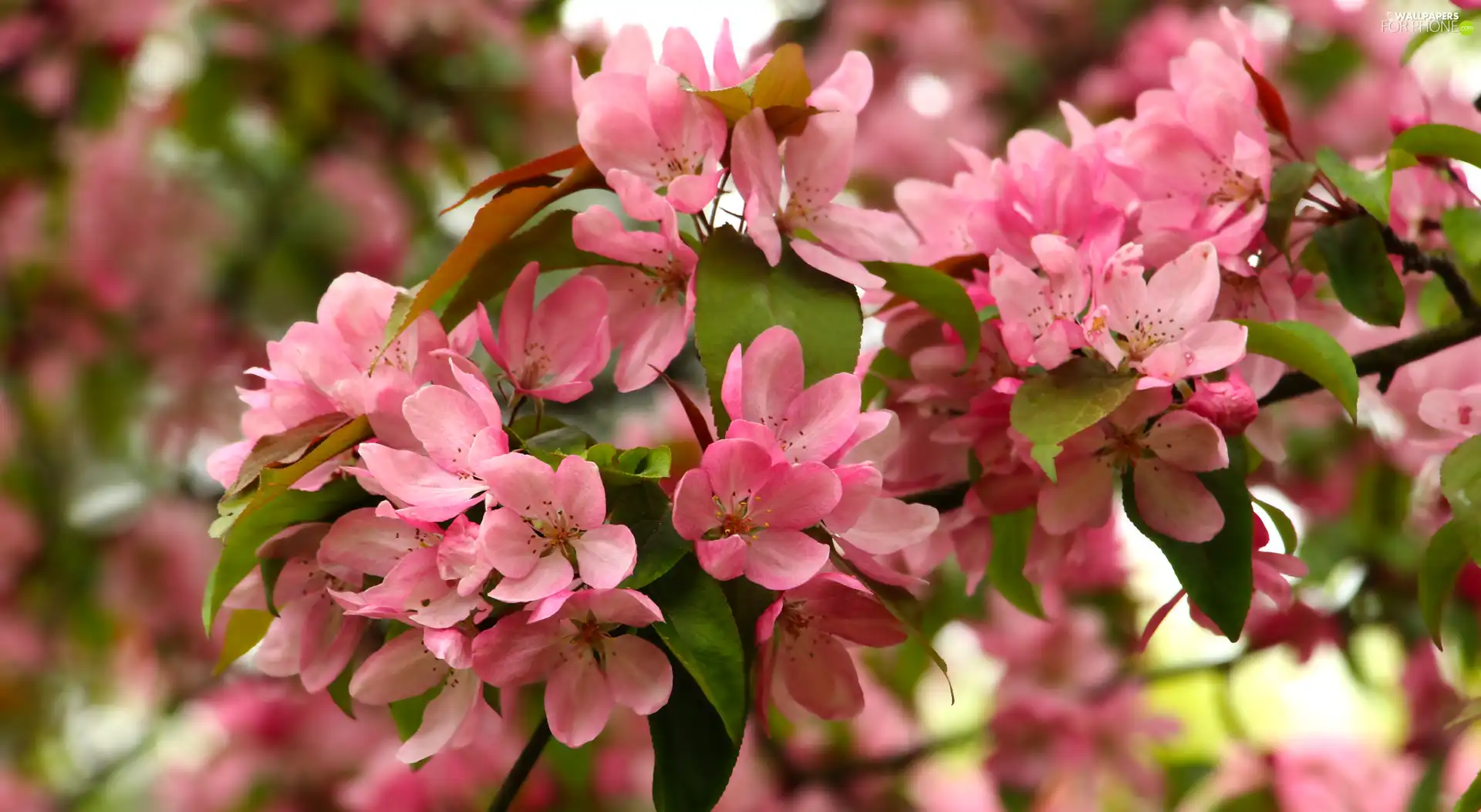 rapprochement, twig, Pink, Flowers, Fruit Tree