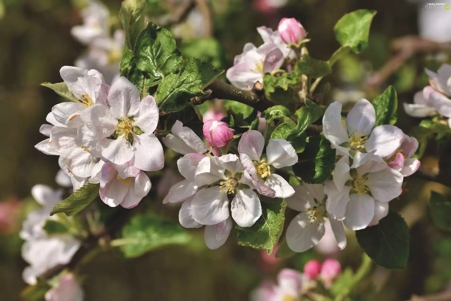 Twigs, apple-tree, Flowers, Fruit Tree