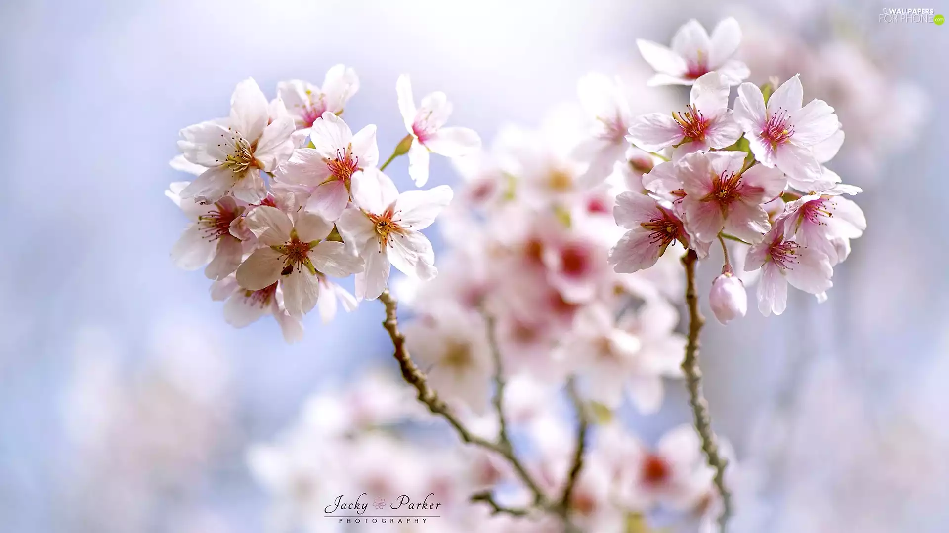 Pink, rapprochement, twig, Flowers, Fruit Tree