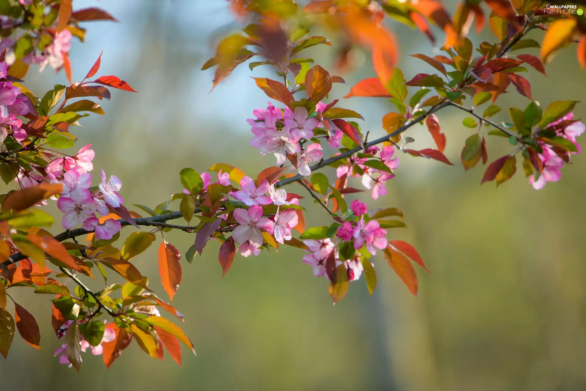 twig, Pink-White, Flowers, Fruit Tree