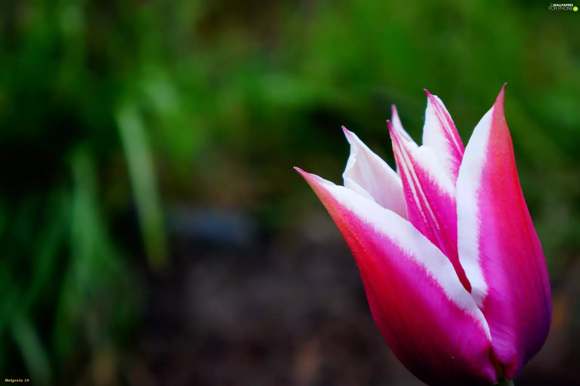 Colourfull Flowers, tulip, flakes, spring