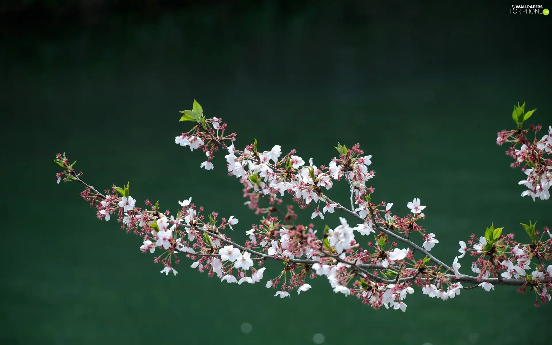 twig, White, Flowers, change