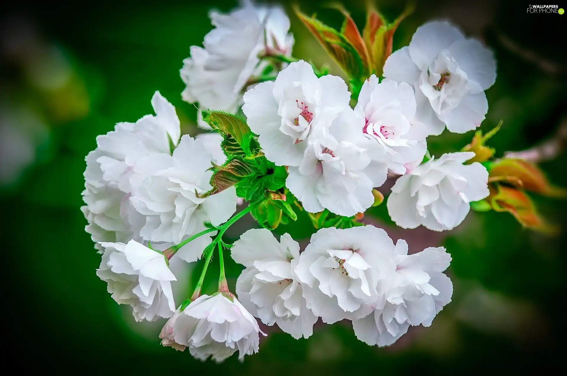 twig, flowers