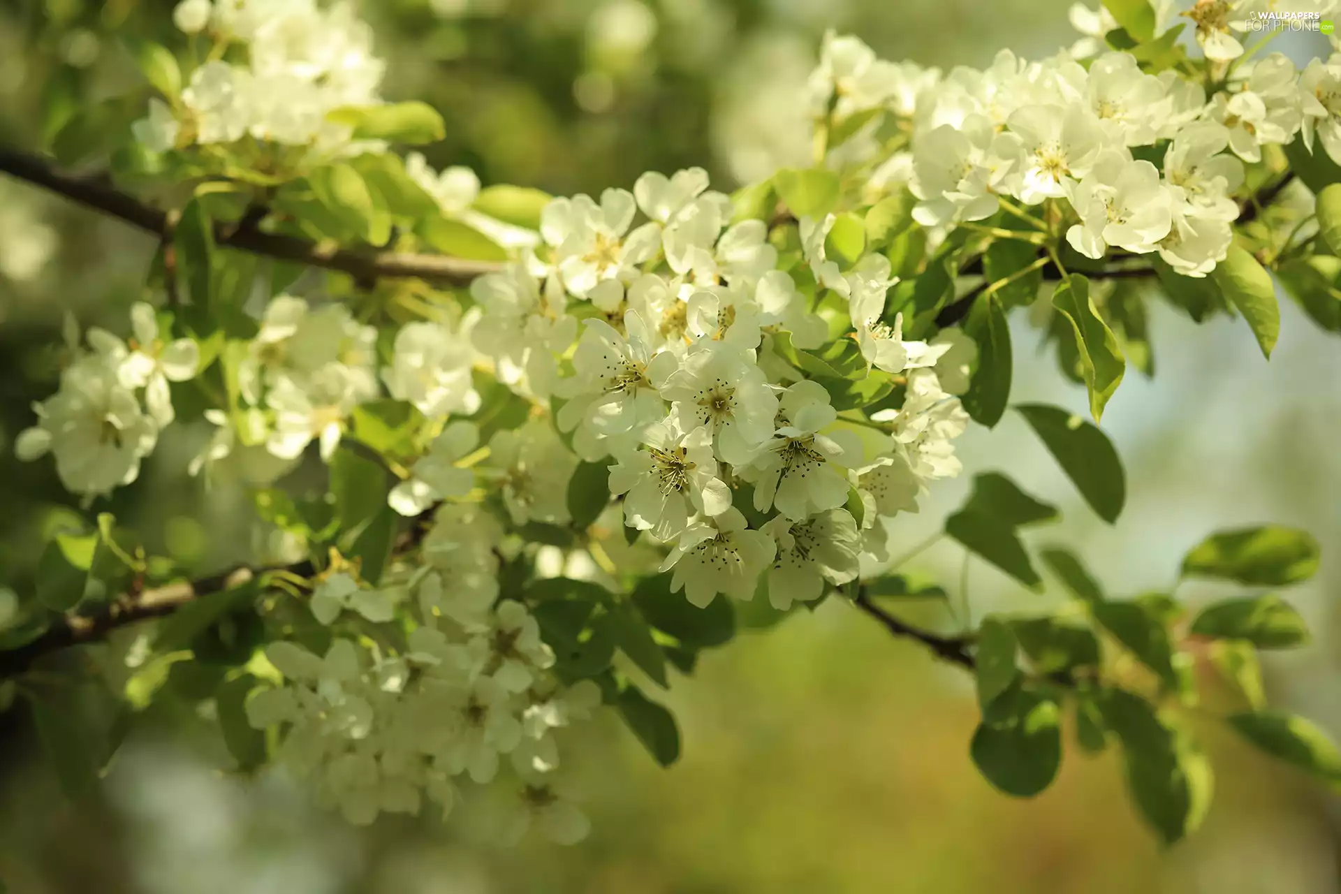 Fruit Tree, Twigs, Flowers, apple-tree, White