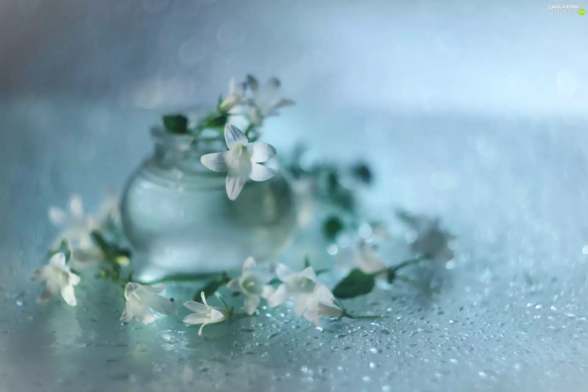 White, Flowers, vase, Dalmatian bellflower