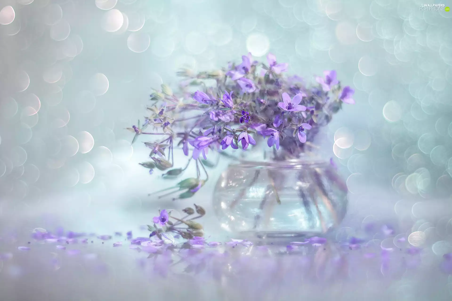 vase, Erodium cicutarium, Flowers