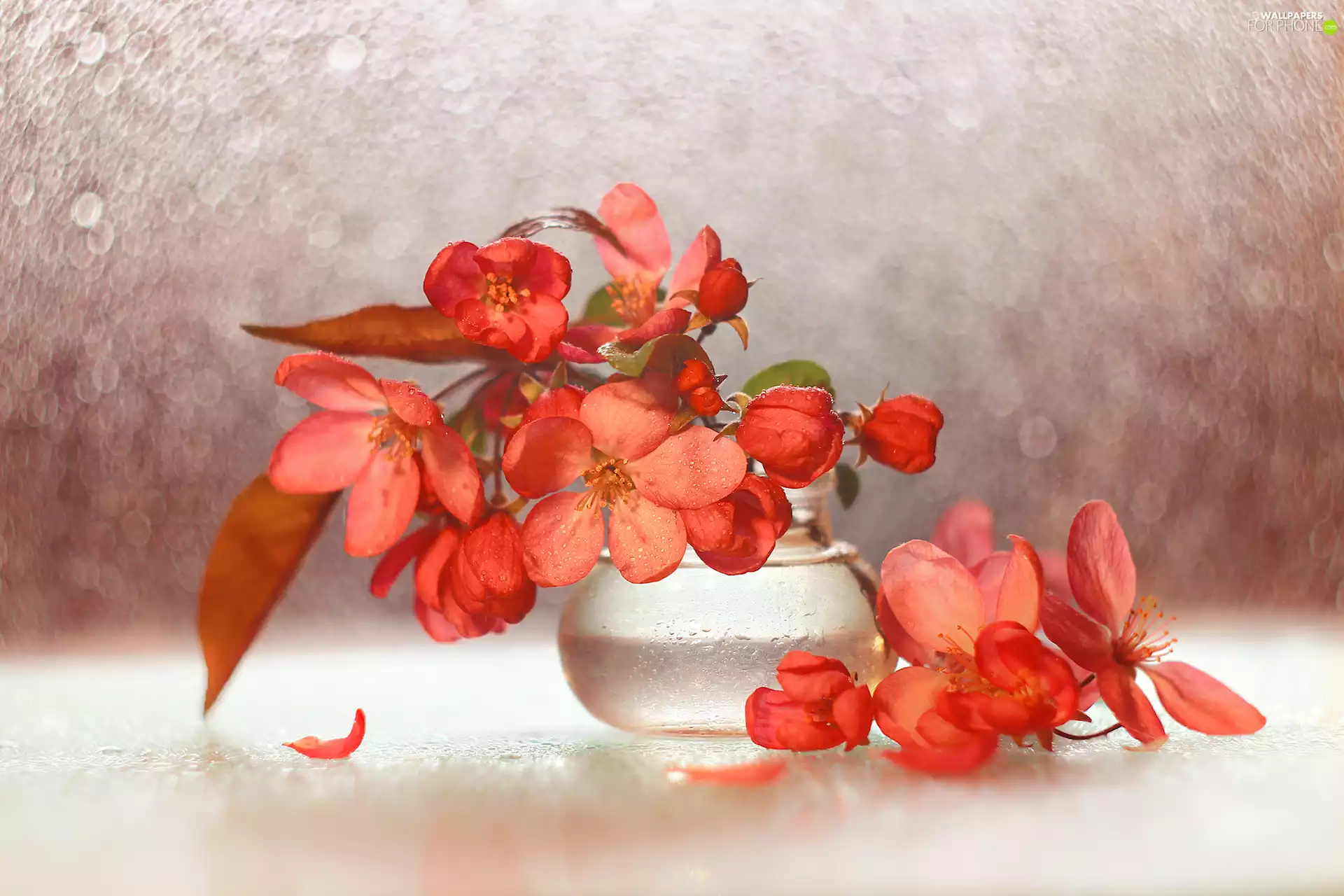 trees, Red, vase, Paradise Apple Tree, fruit, Flowers