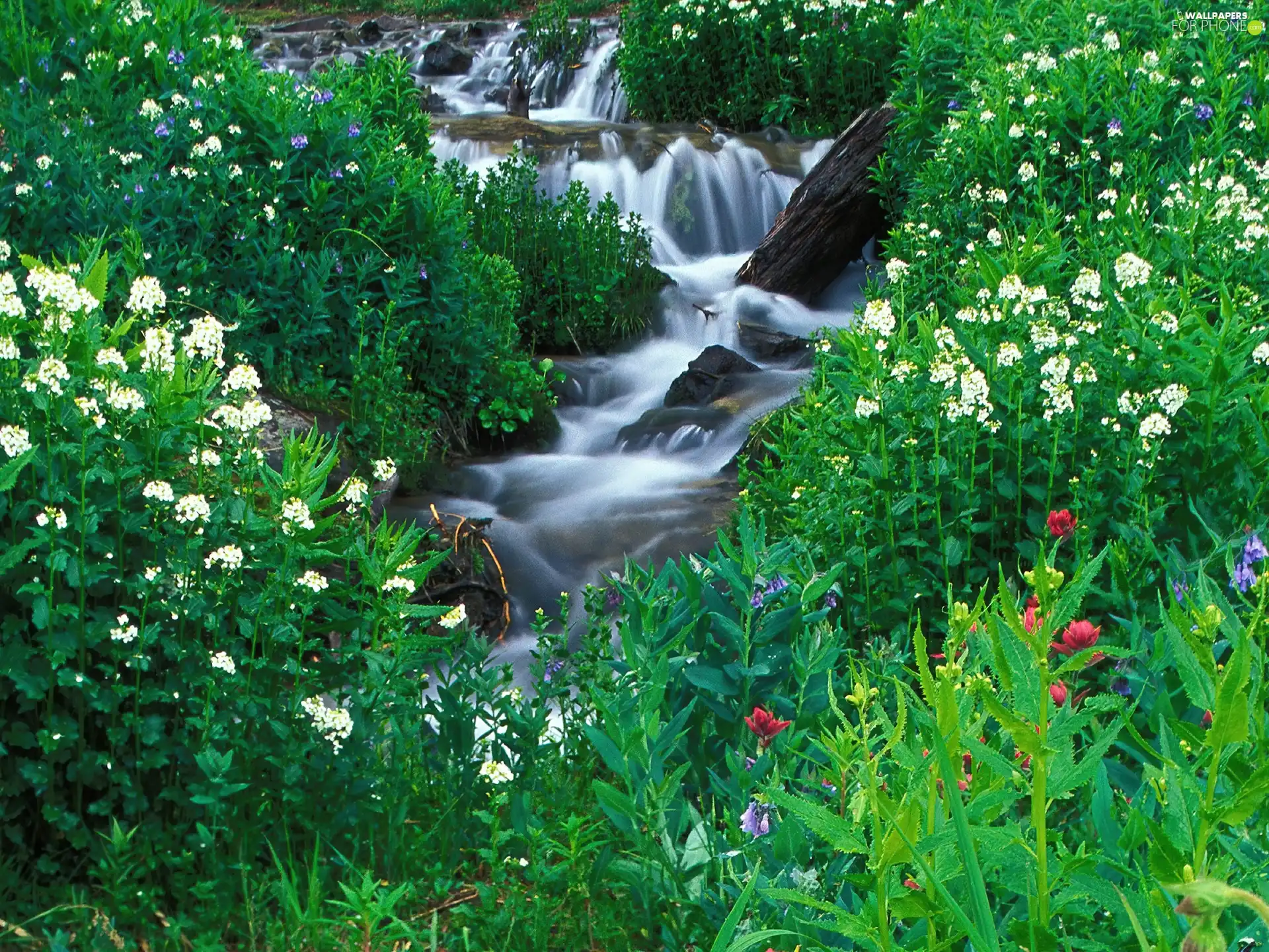 Flowers, VEGETATION, brook, Cascades, tear