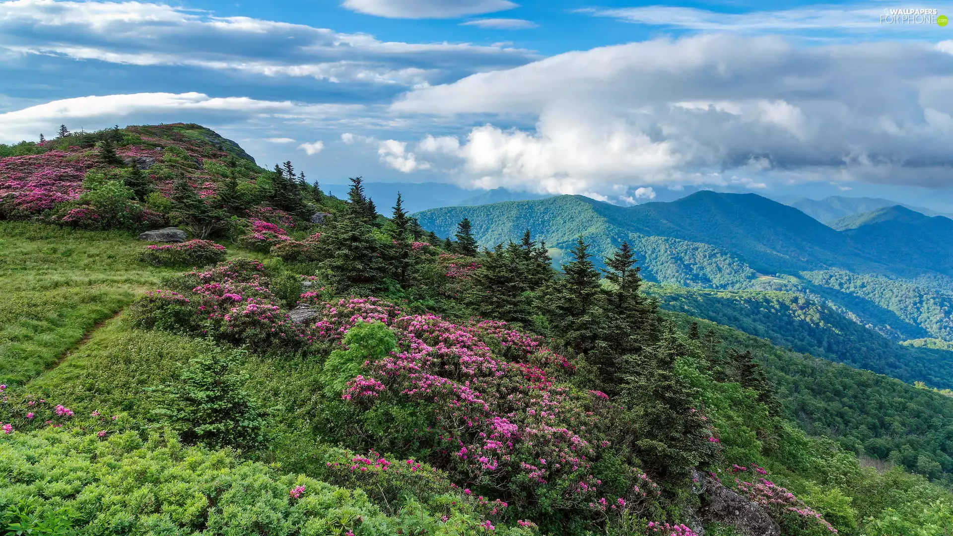 Rhododendron, slope, viewes, Flowers, Mountains, trees, clouds