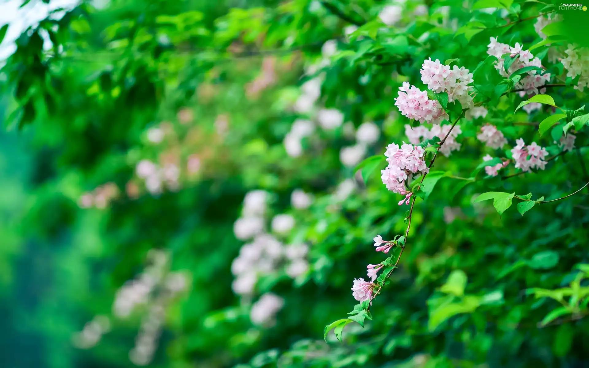 Weigela, branch, Bush, Flowers