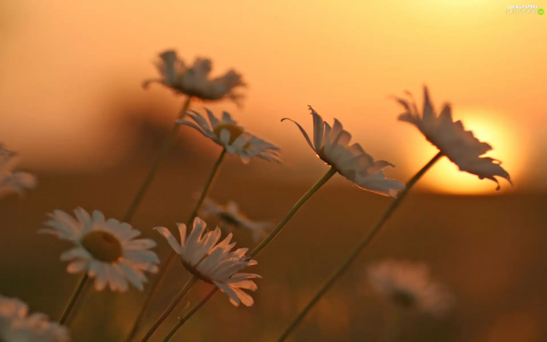 west, White, Flowers, sun