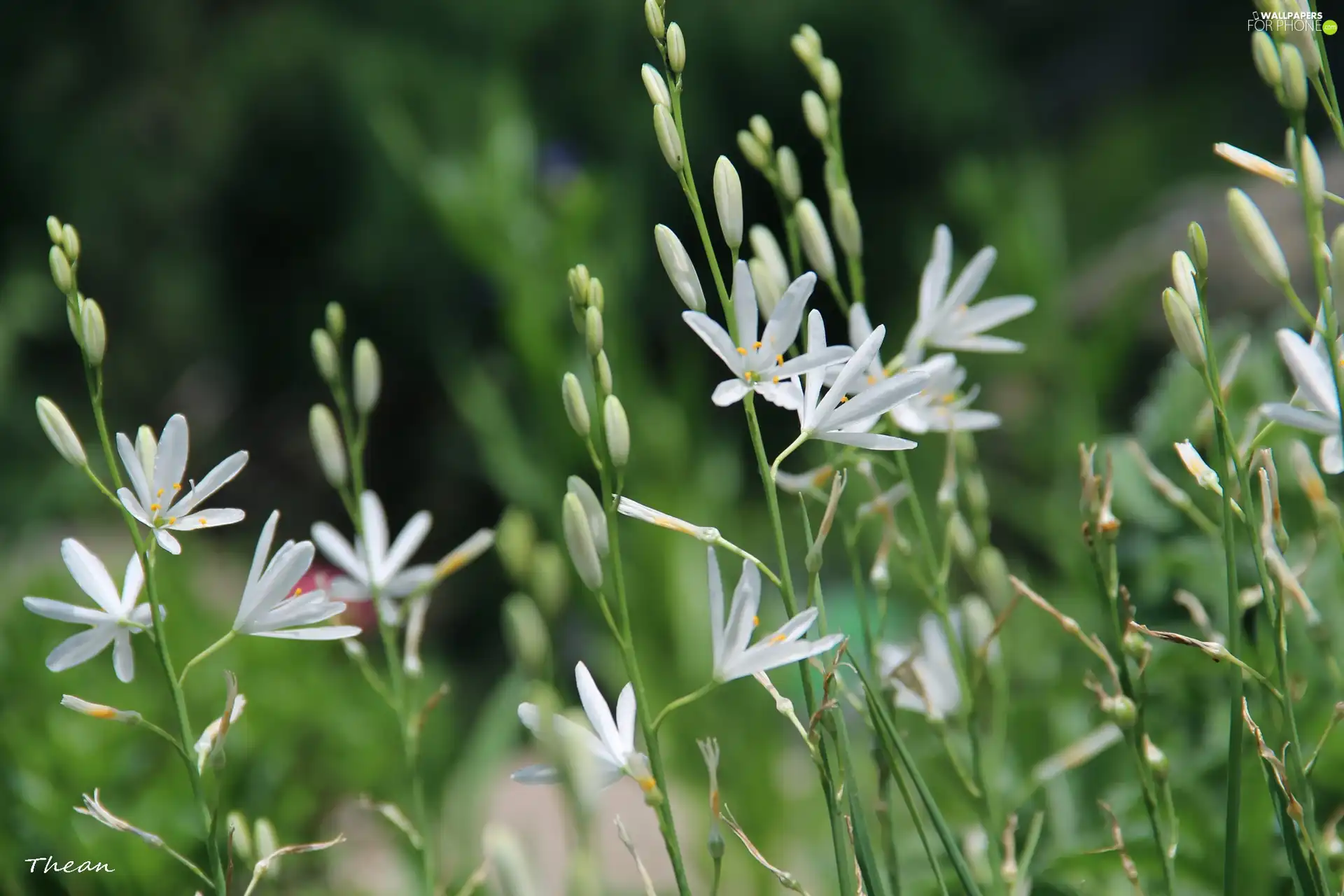 White, Flowers