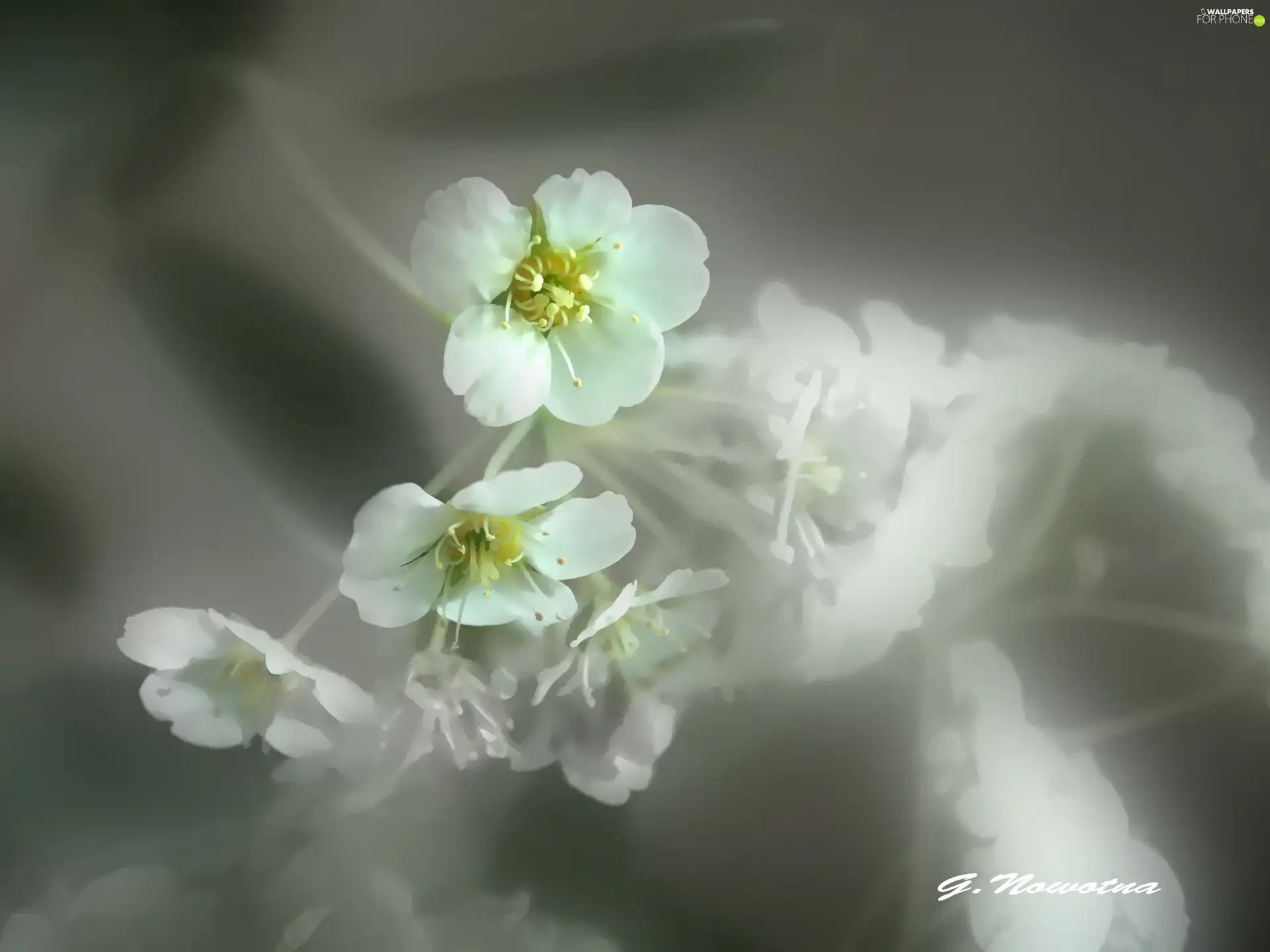 White, flowers