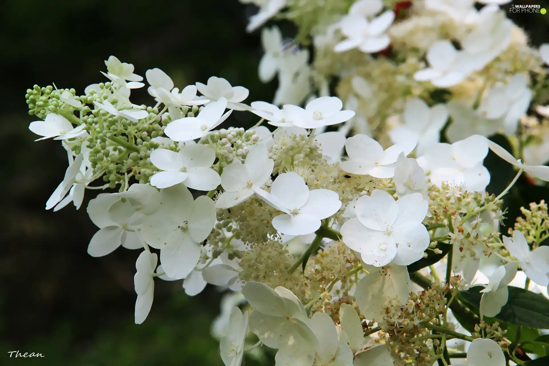 White, Flowers