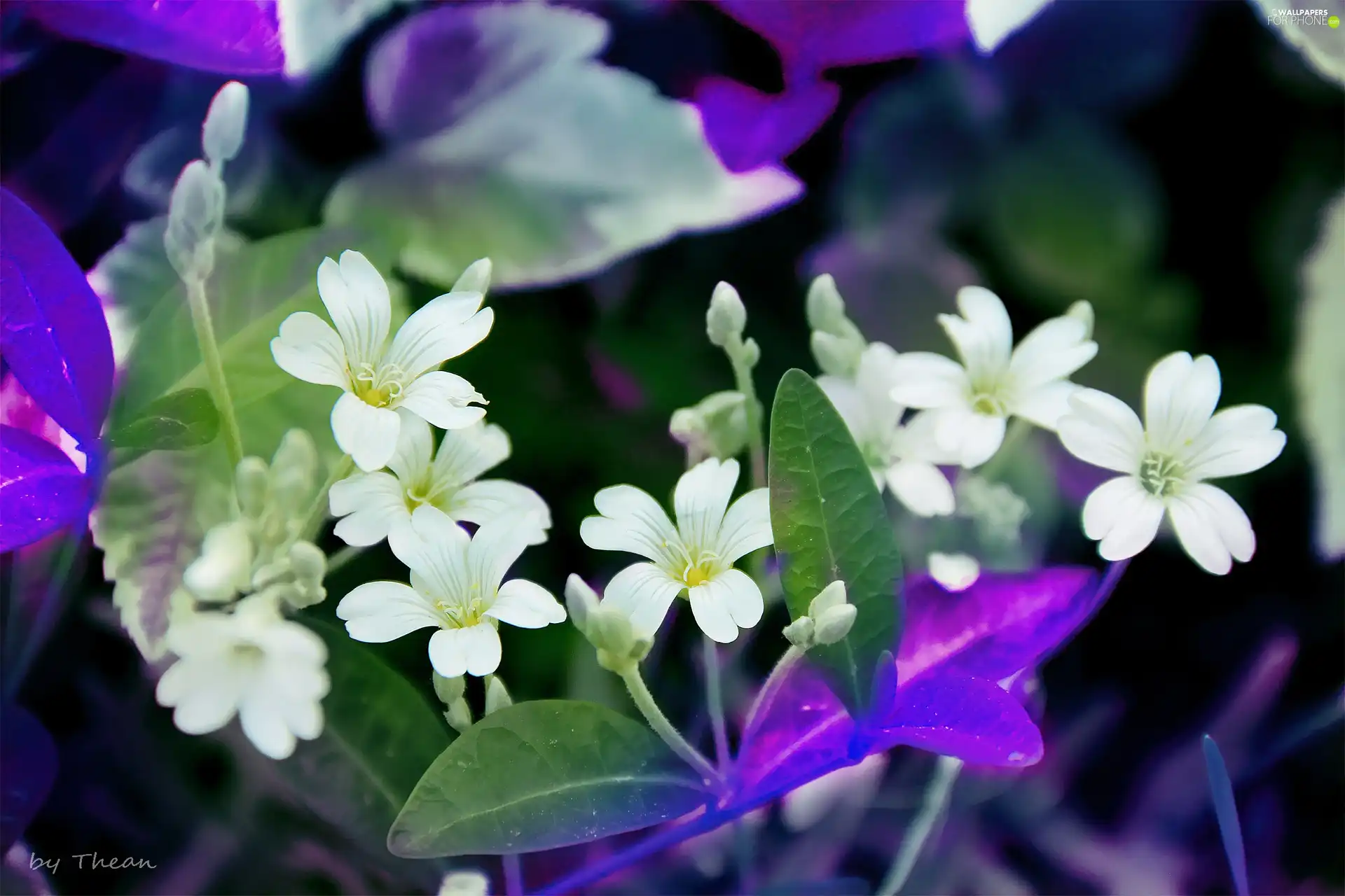 White, Flowers