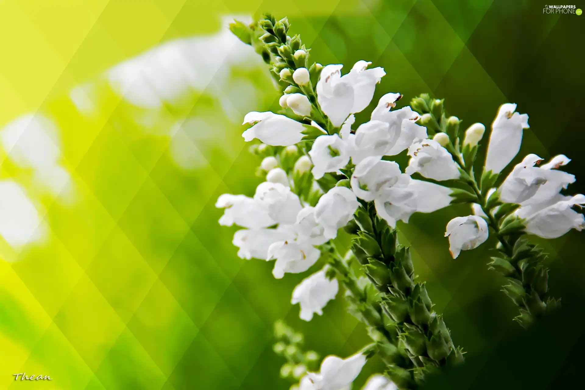 White, Flowers