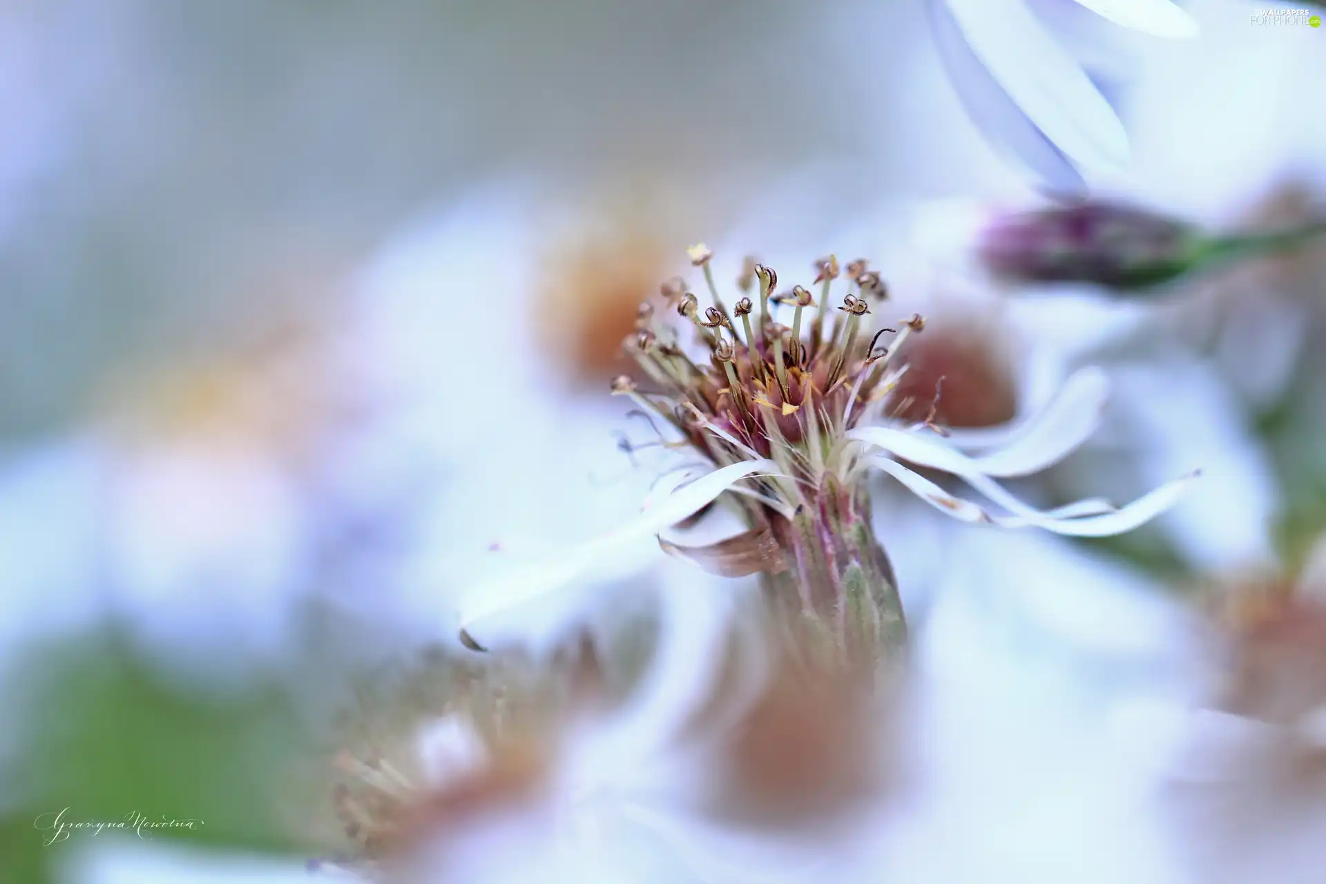 Flowers, Astra, White