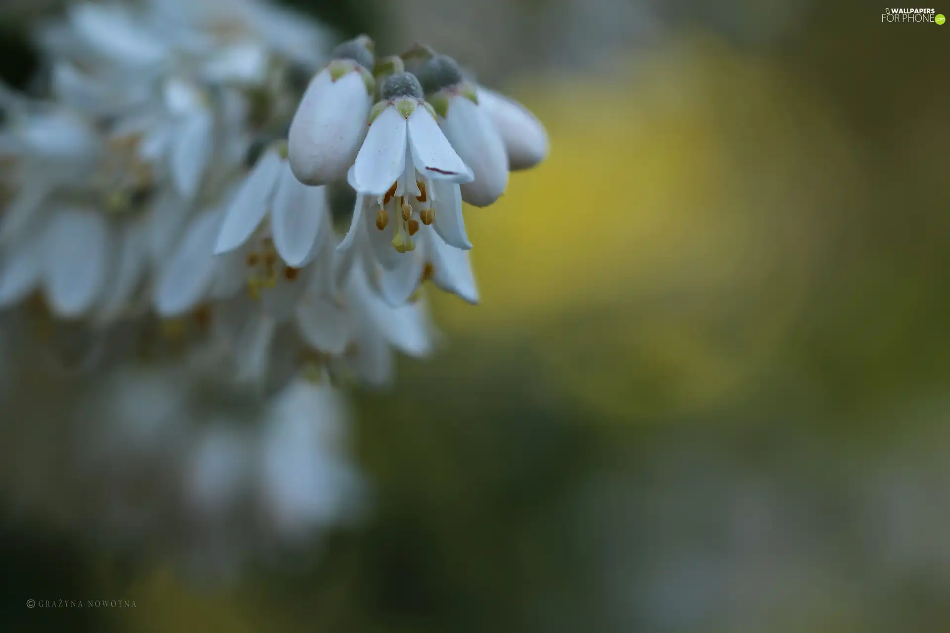 Flowers, Bush, White