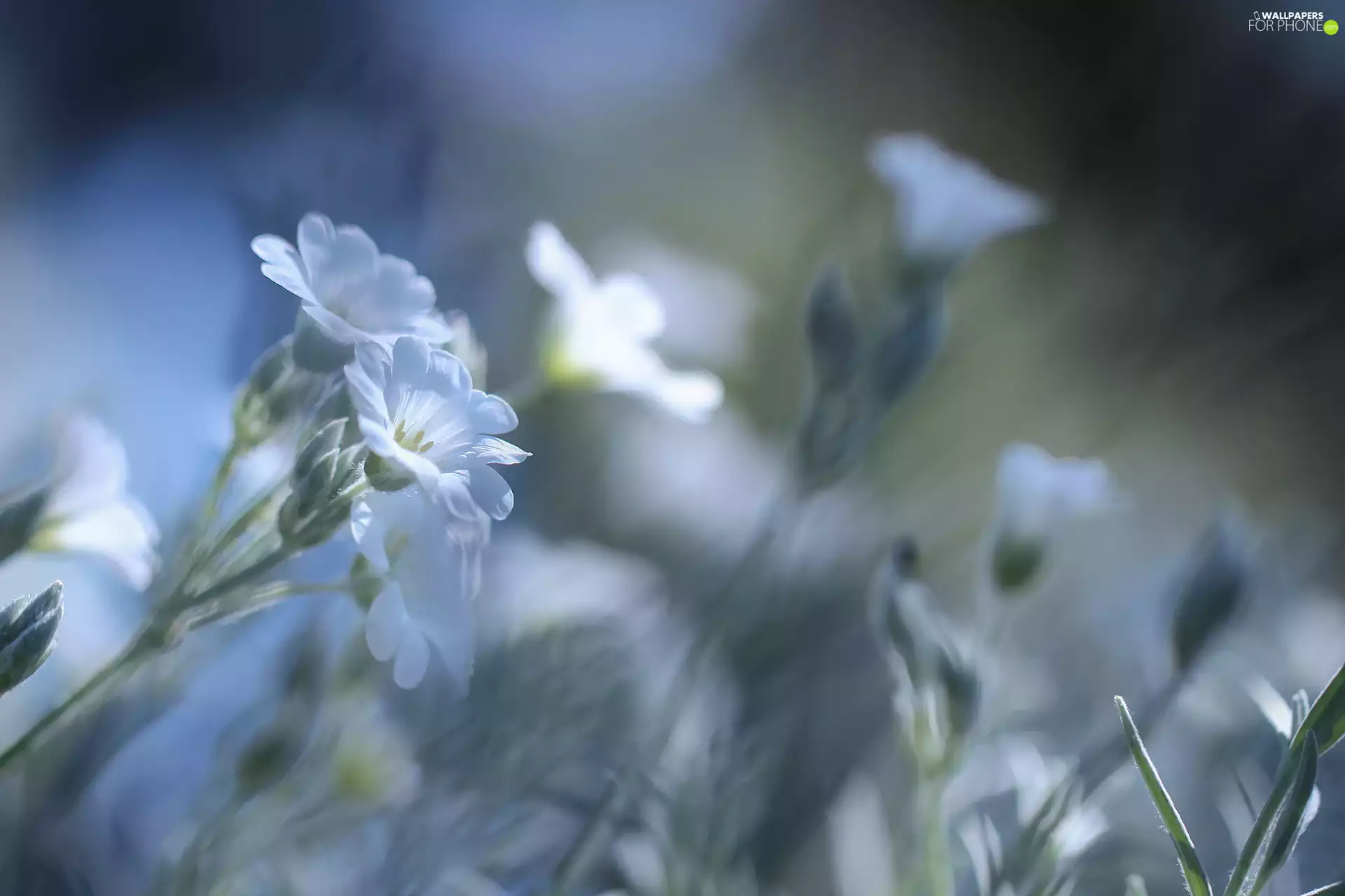 Flowers, Cerastium, White