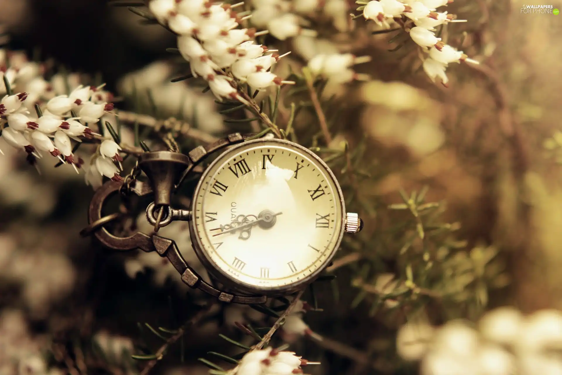 Flowers, Clock, White