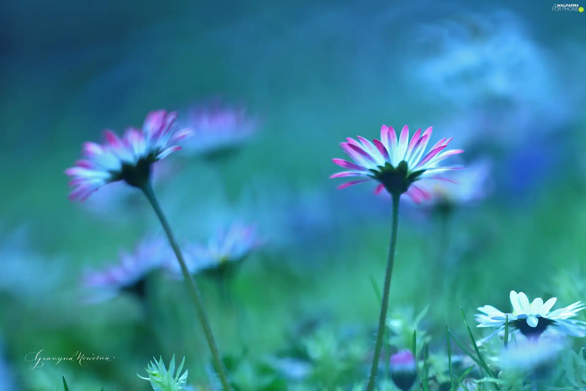 Flowers, daisies, White