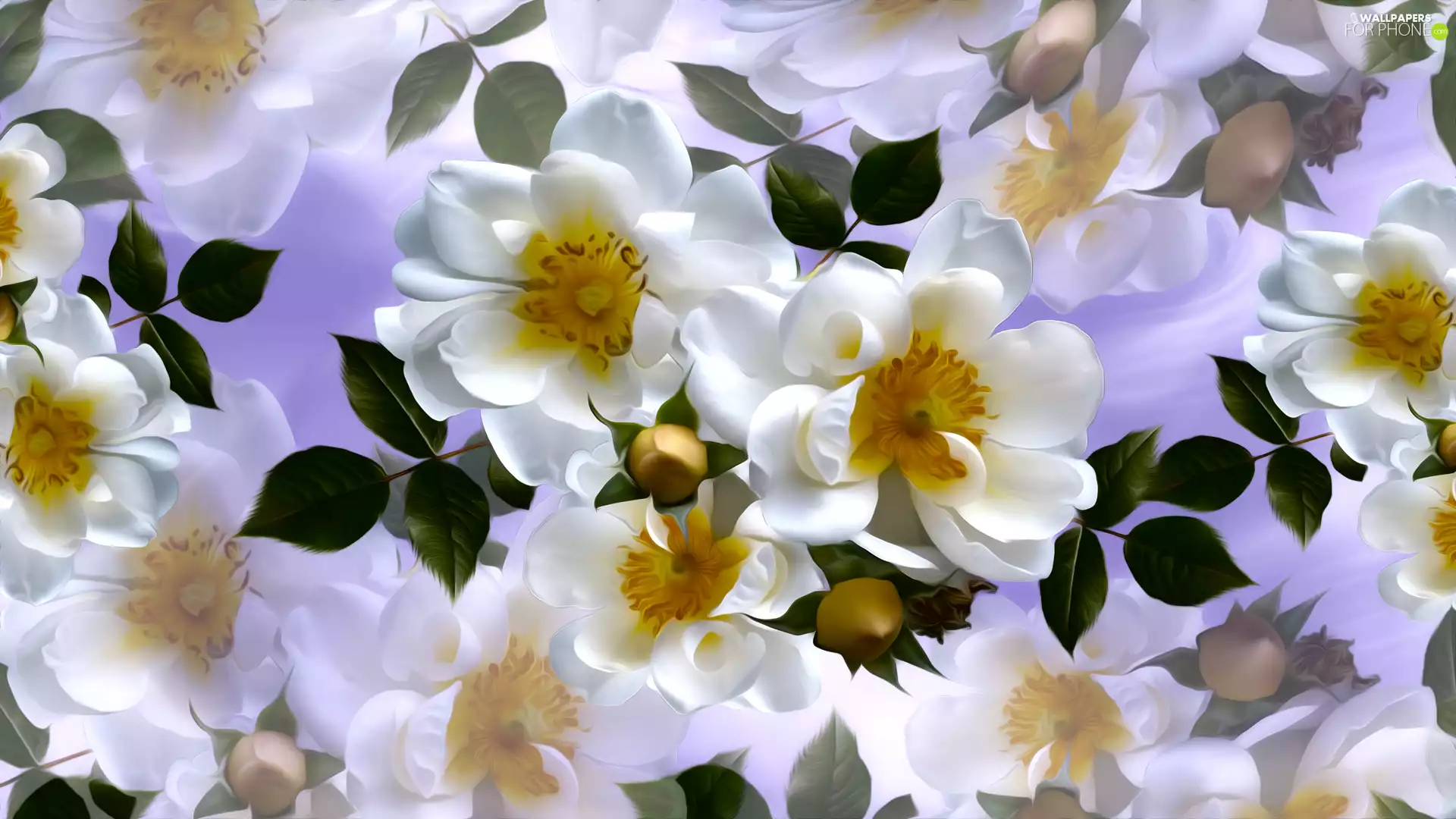 White, Briar, graphics, Flowers