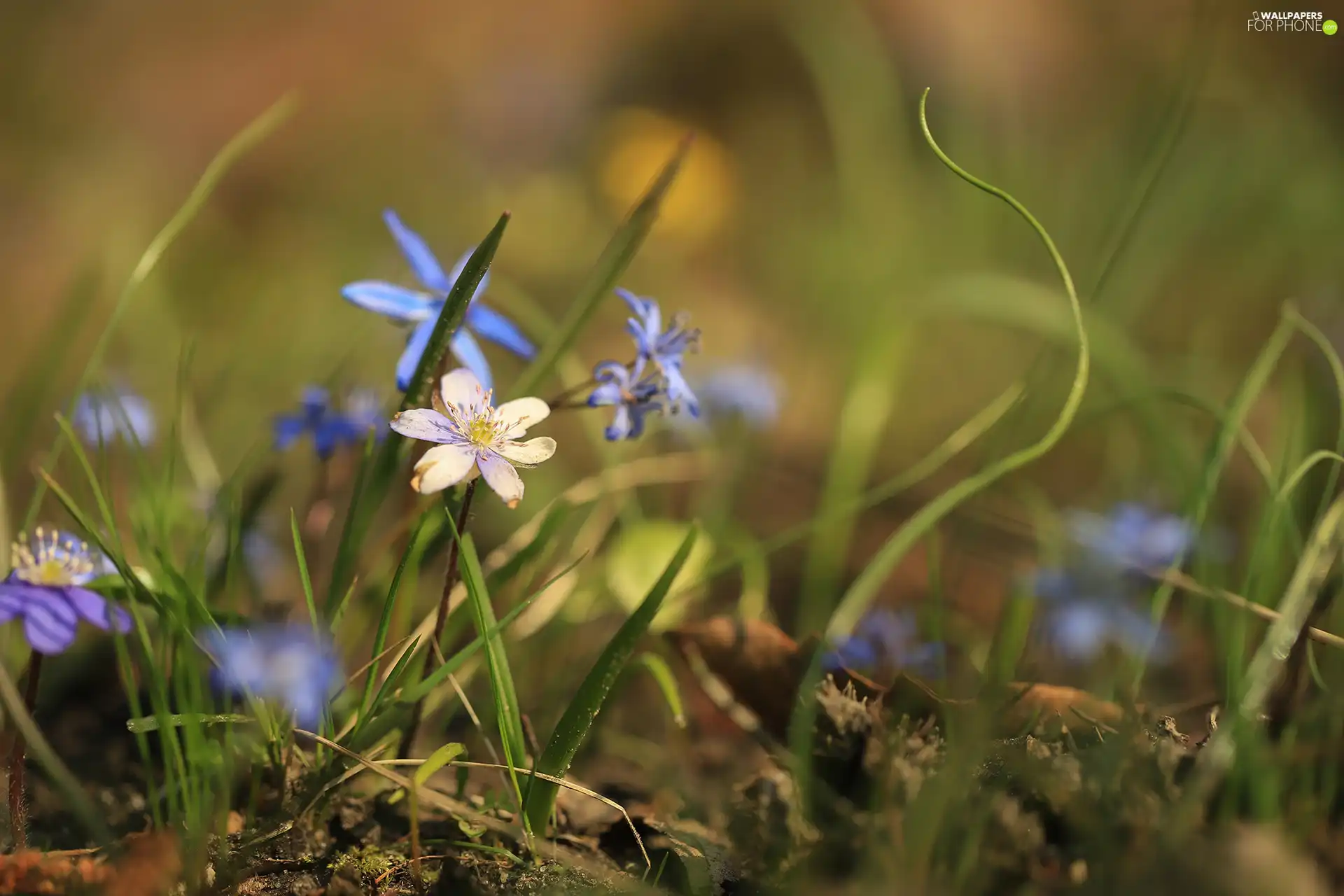 Flowers, Hepatica, White