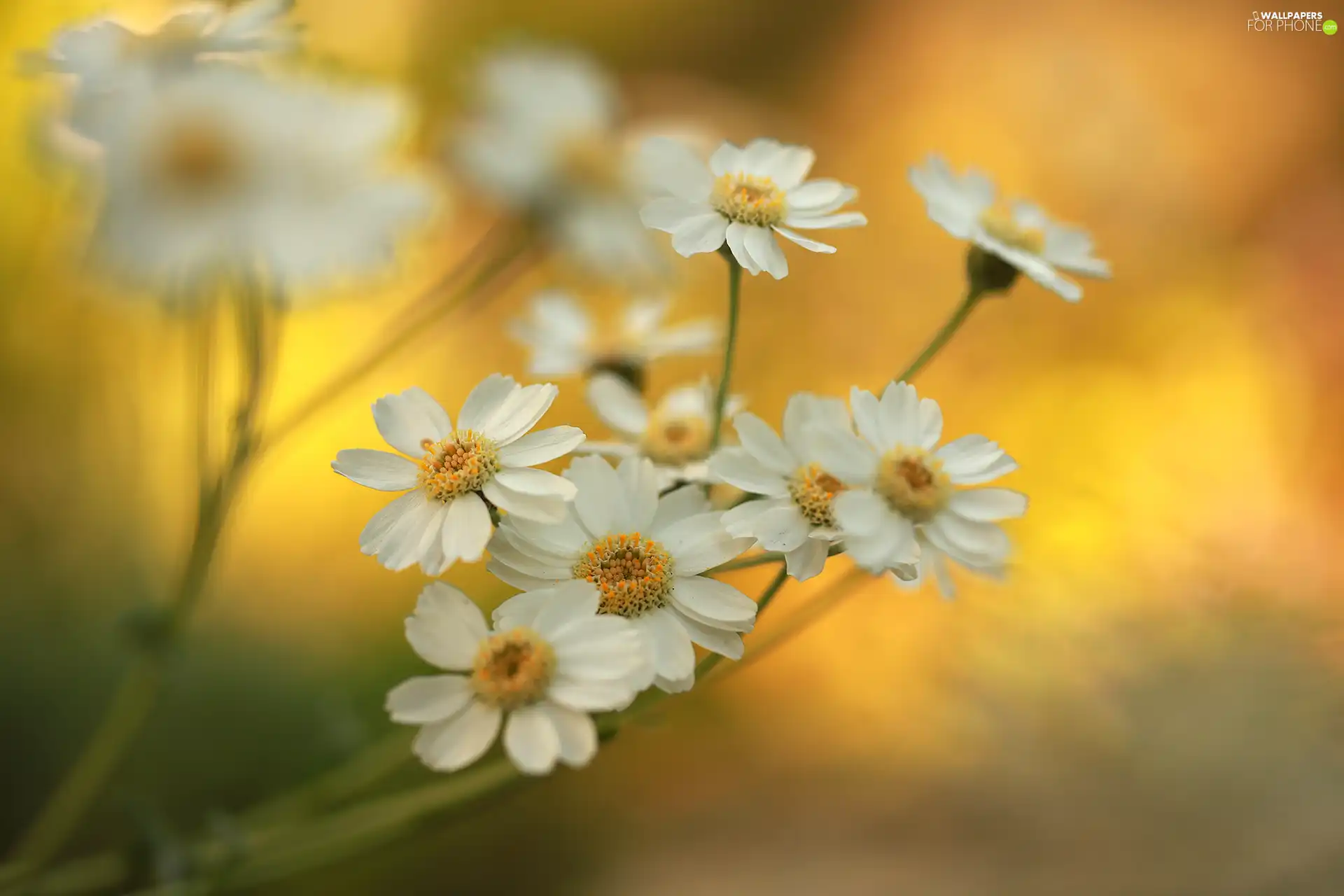 Flowers, milfoil, White