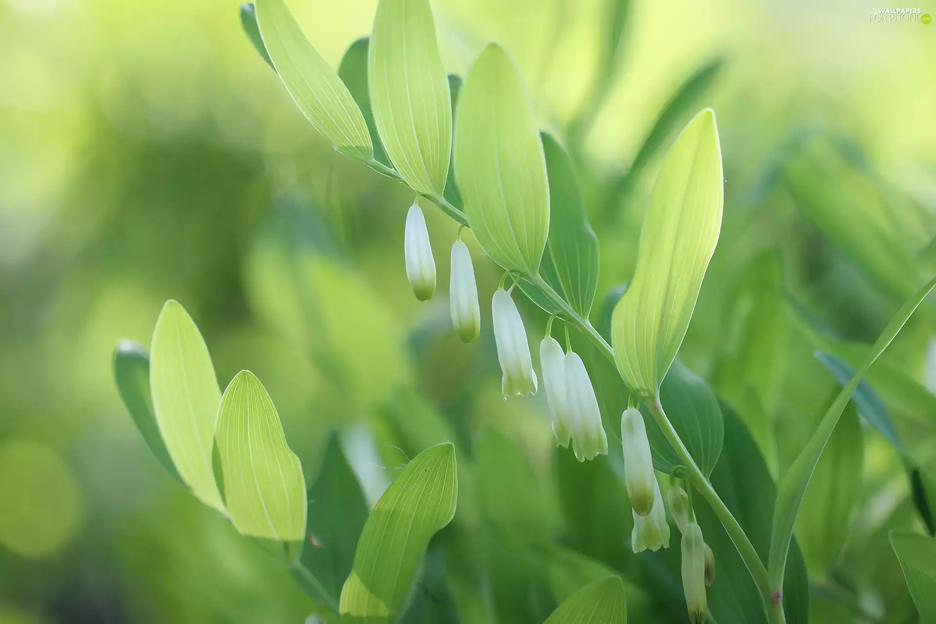 Flowers, Polygonatum, White