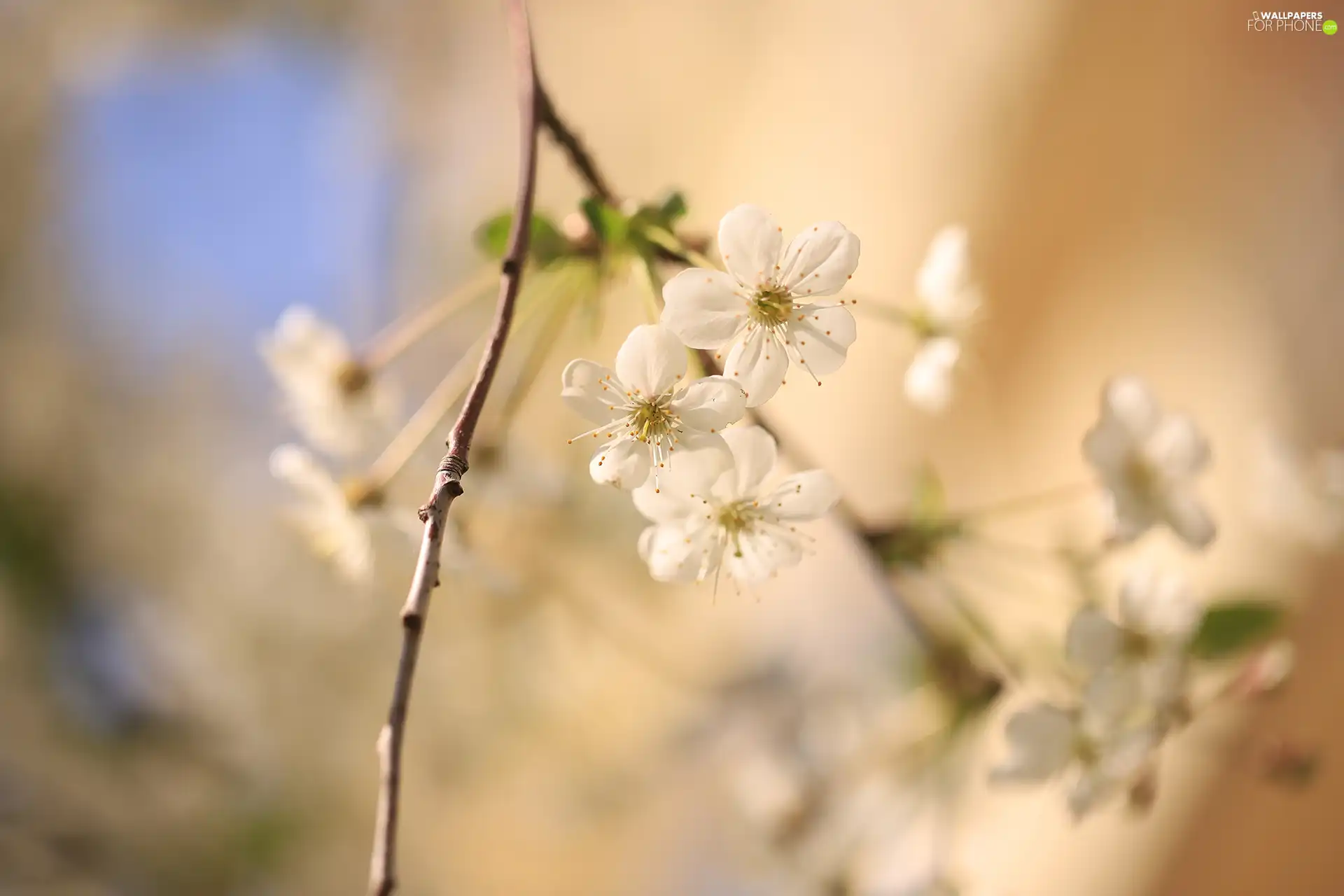 Fruit Tree, rapprochement, Flowers, twig, White