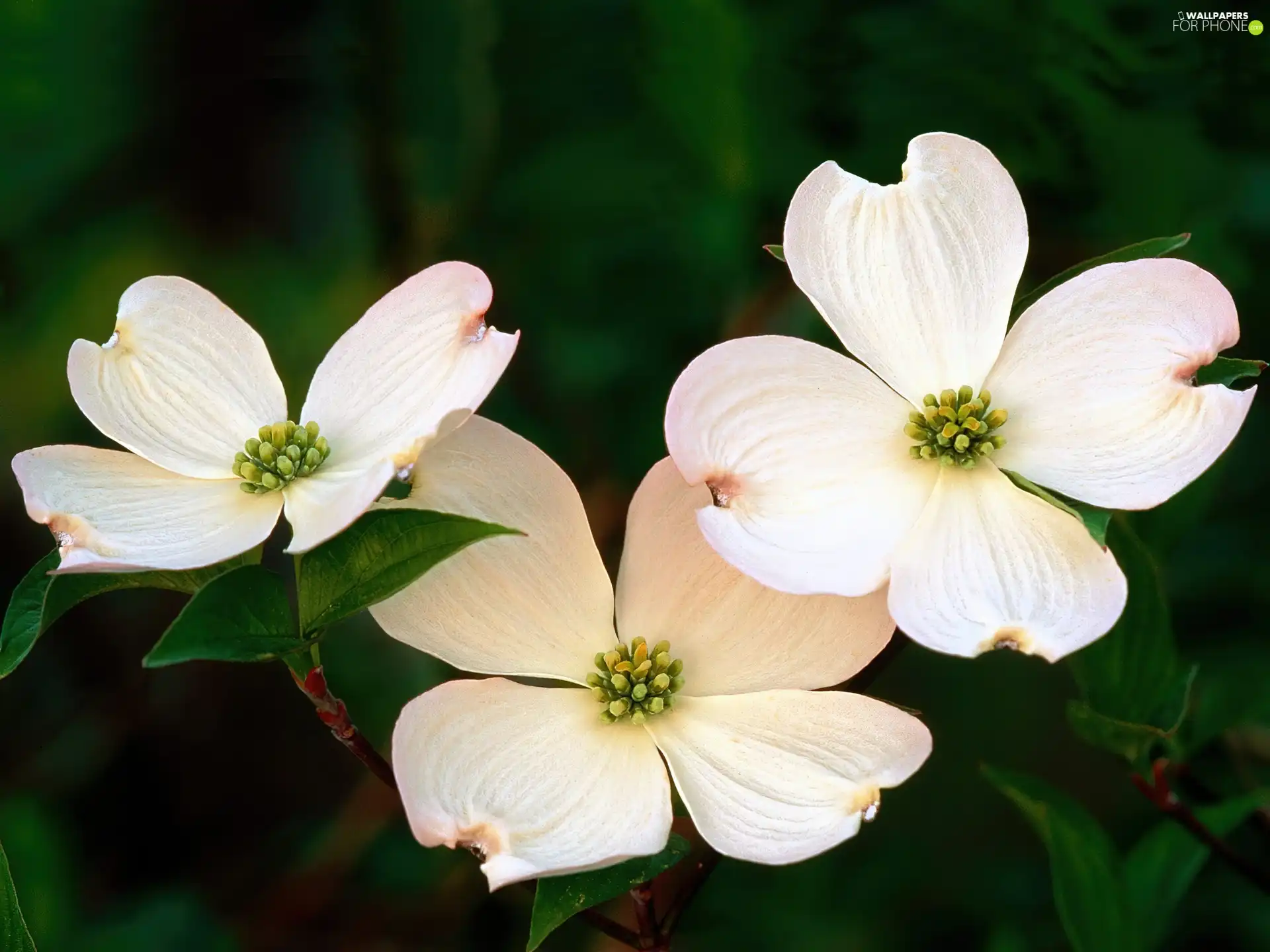 Flowers, Three, White