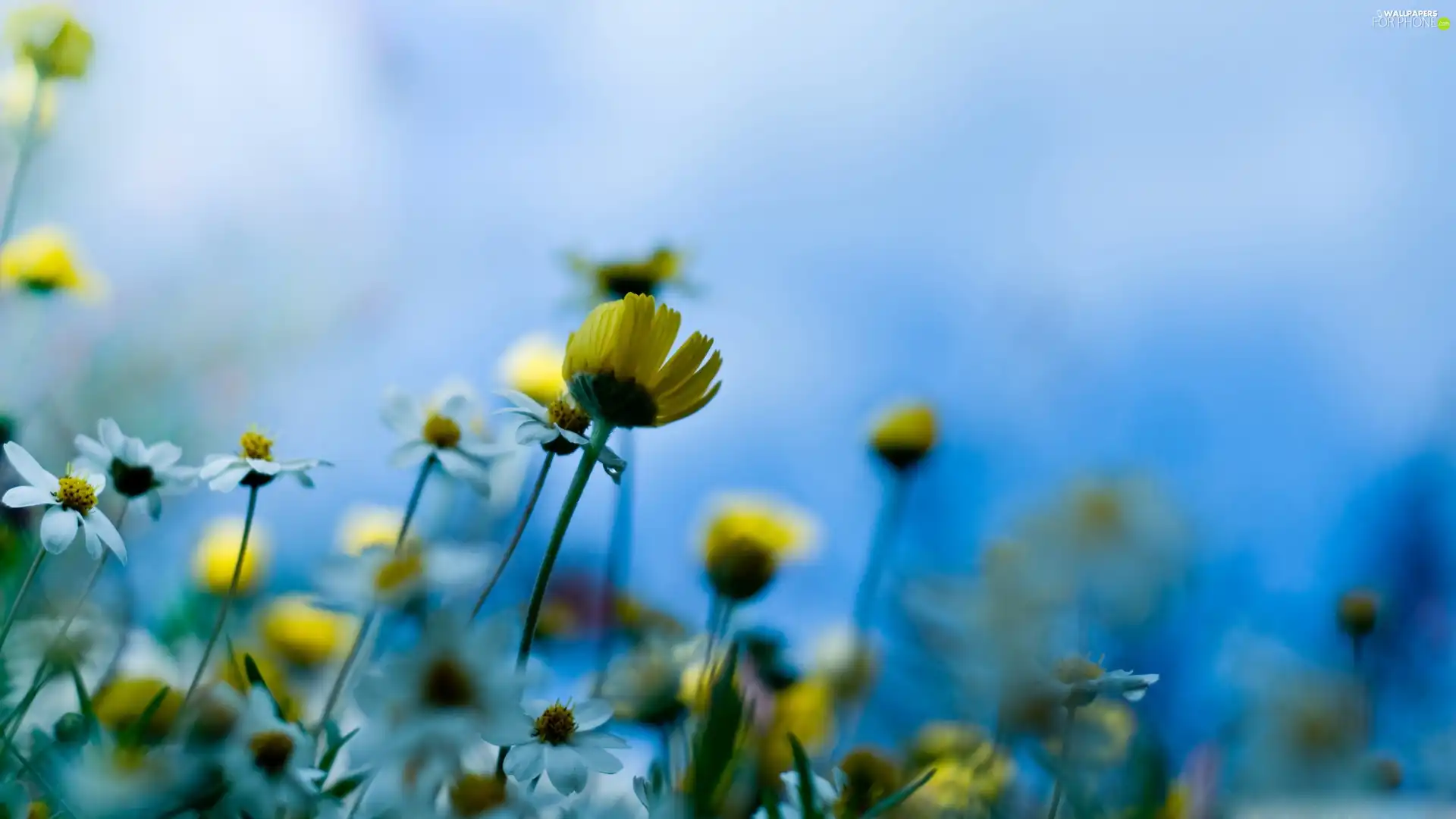 Flowers, Yellow, White