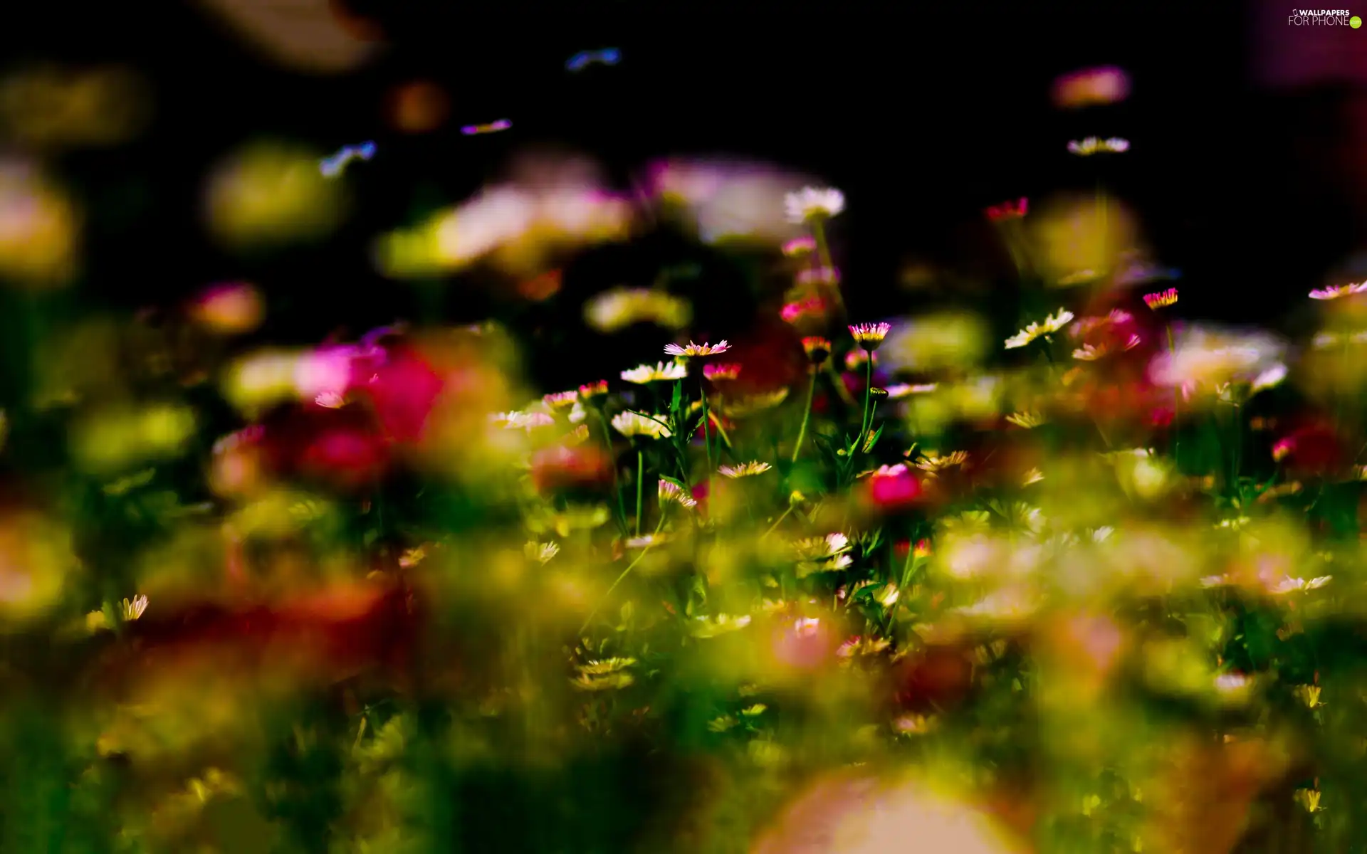 flowers, color, Wildflowers