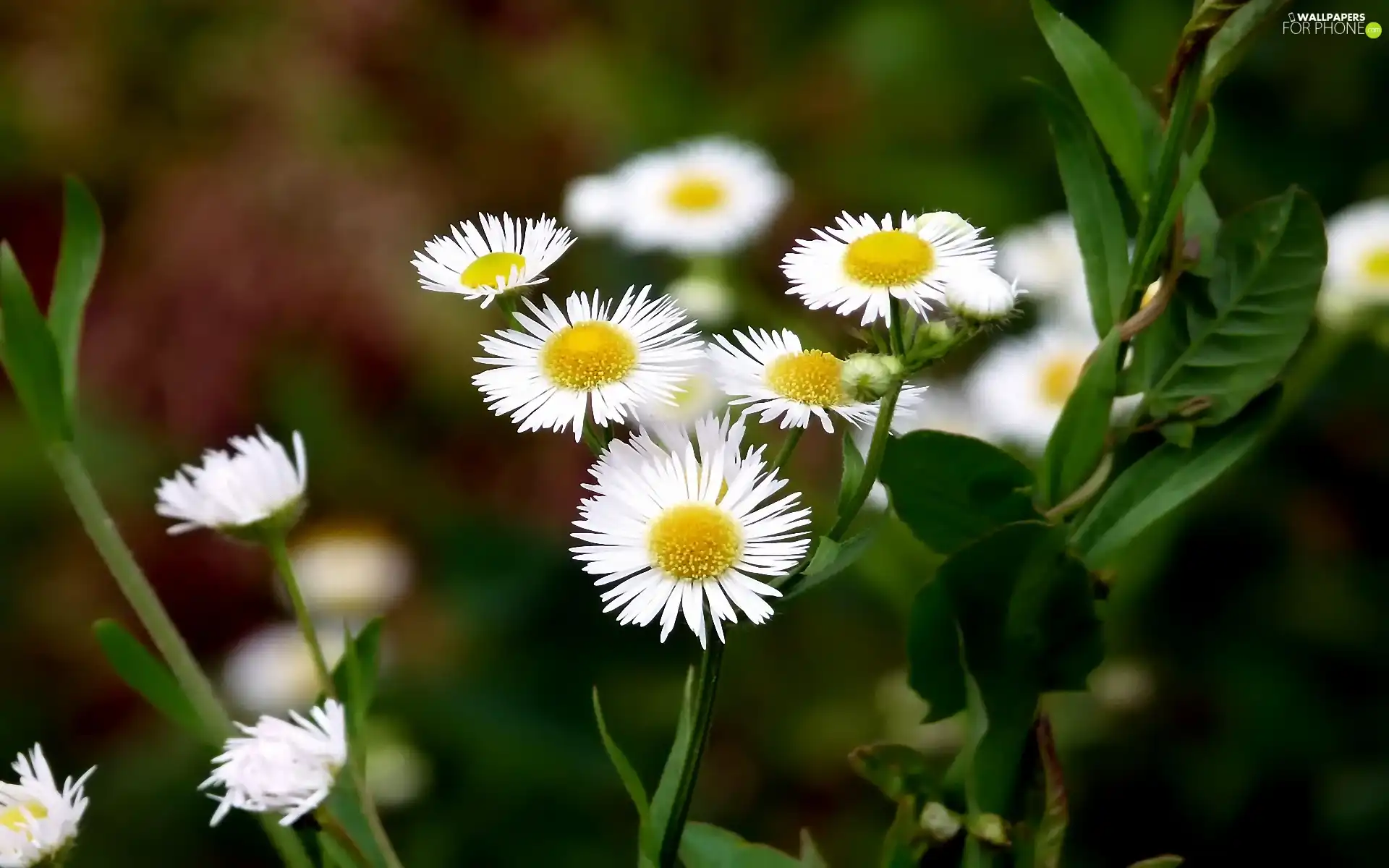 Flowers, Erigeron, Wildflowers