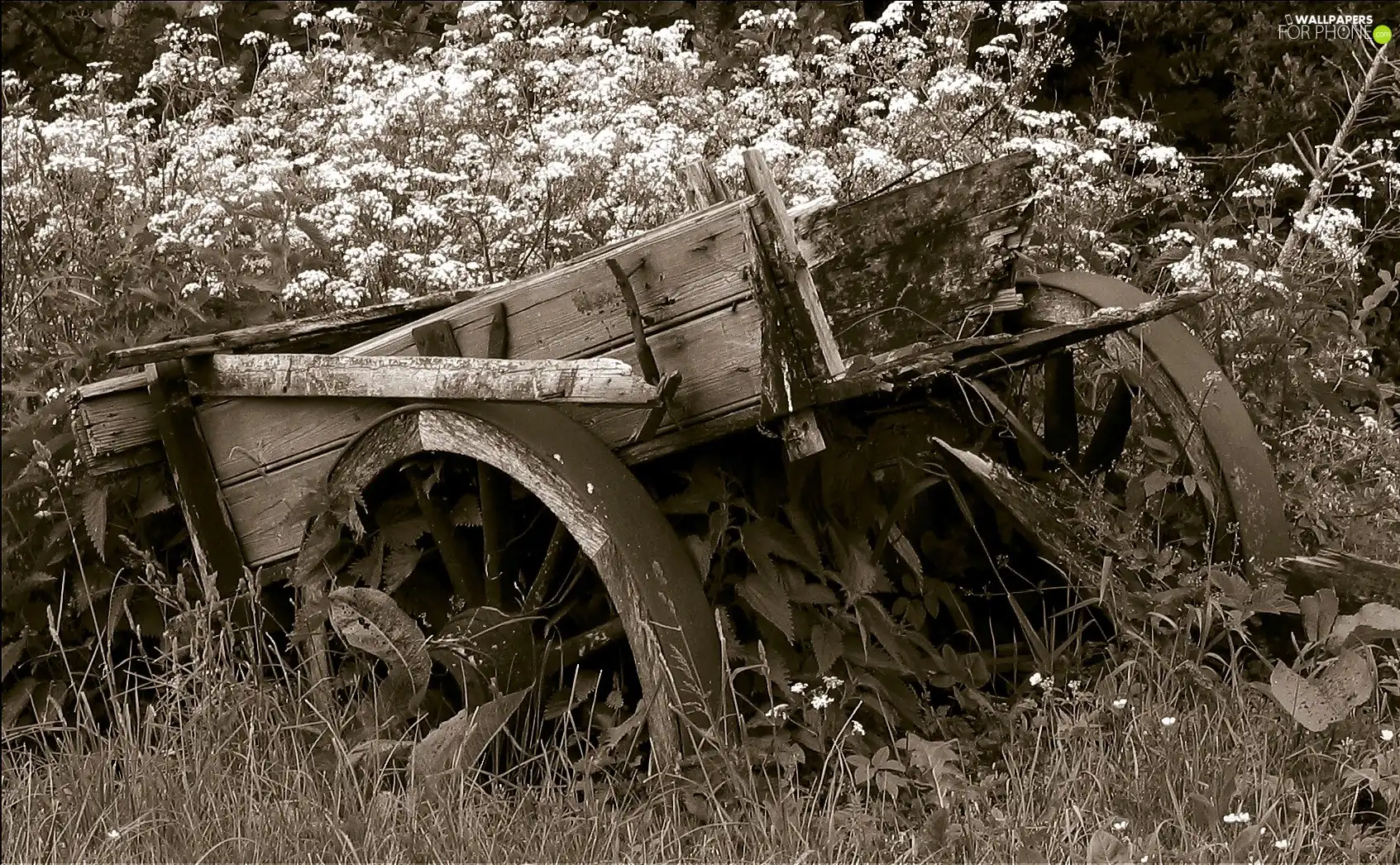 Flowers, picture, Wildflowers