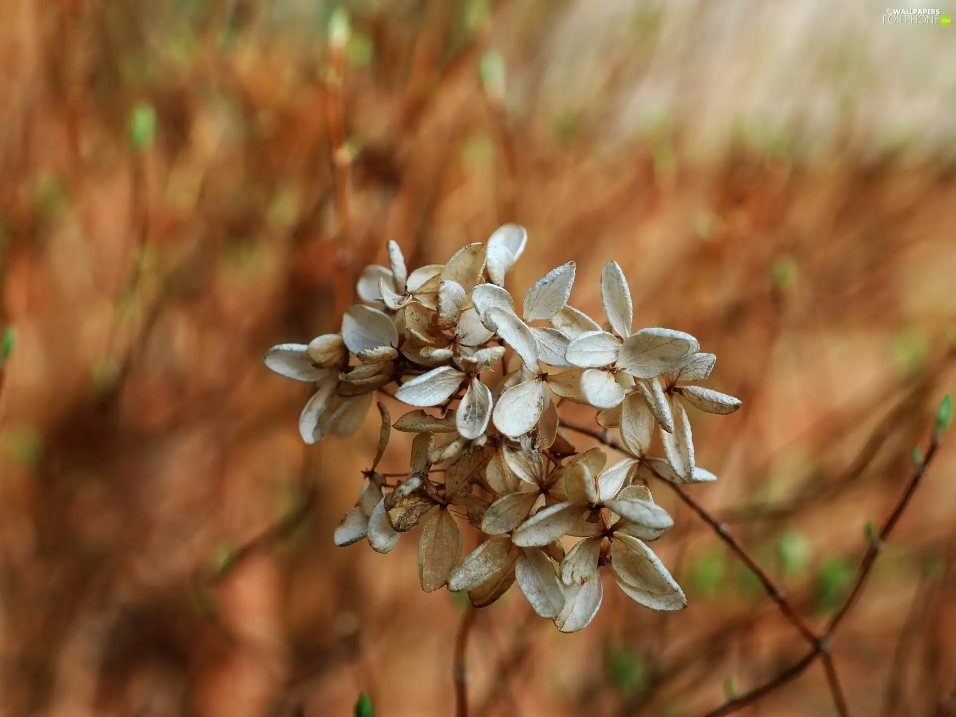 withered, Flowers