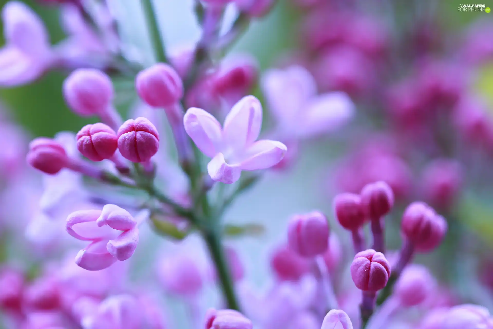 without, Bush, Flowers, Pink