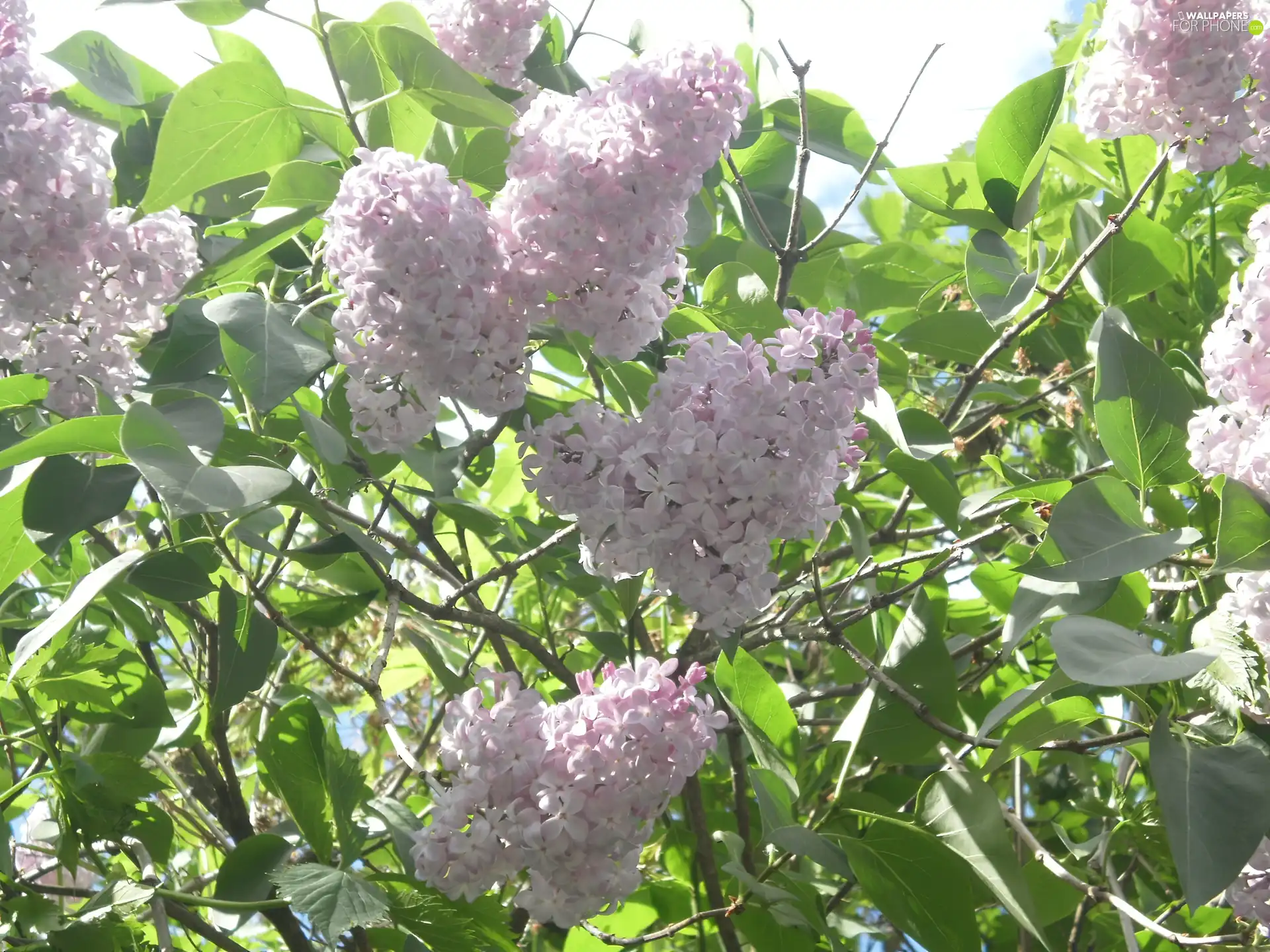 Flowers, White, without