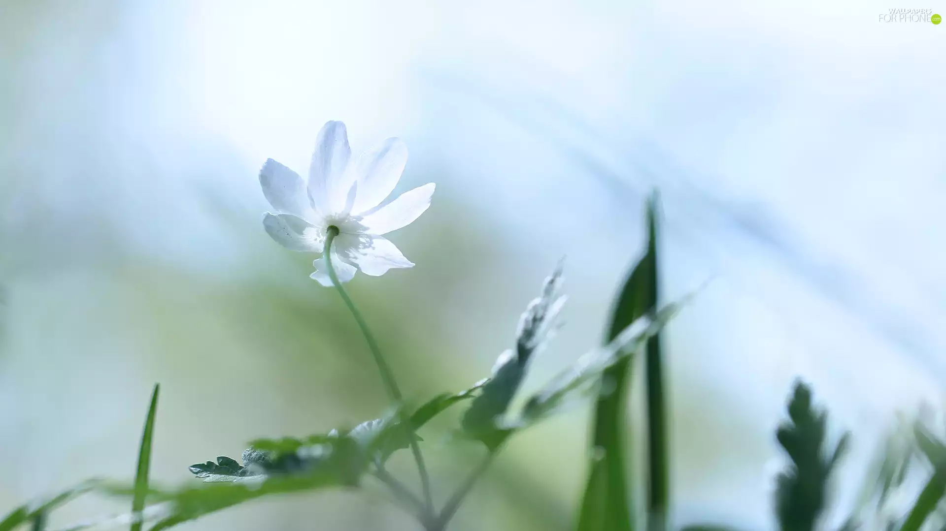 Colourfull Flowers, Wood Anemone, White