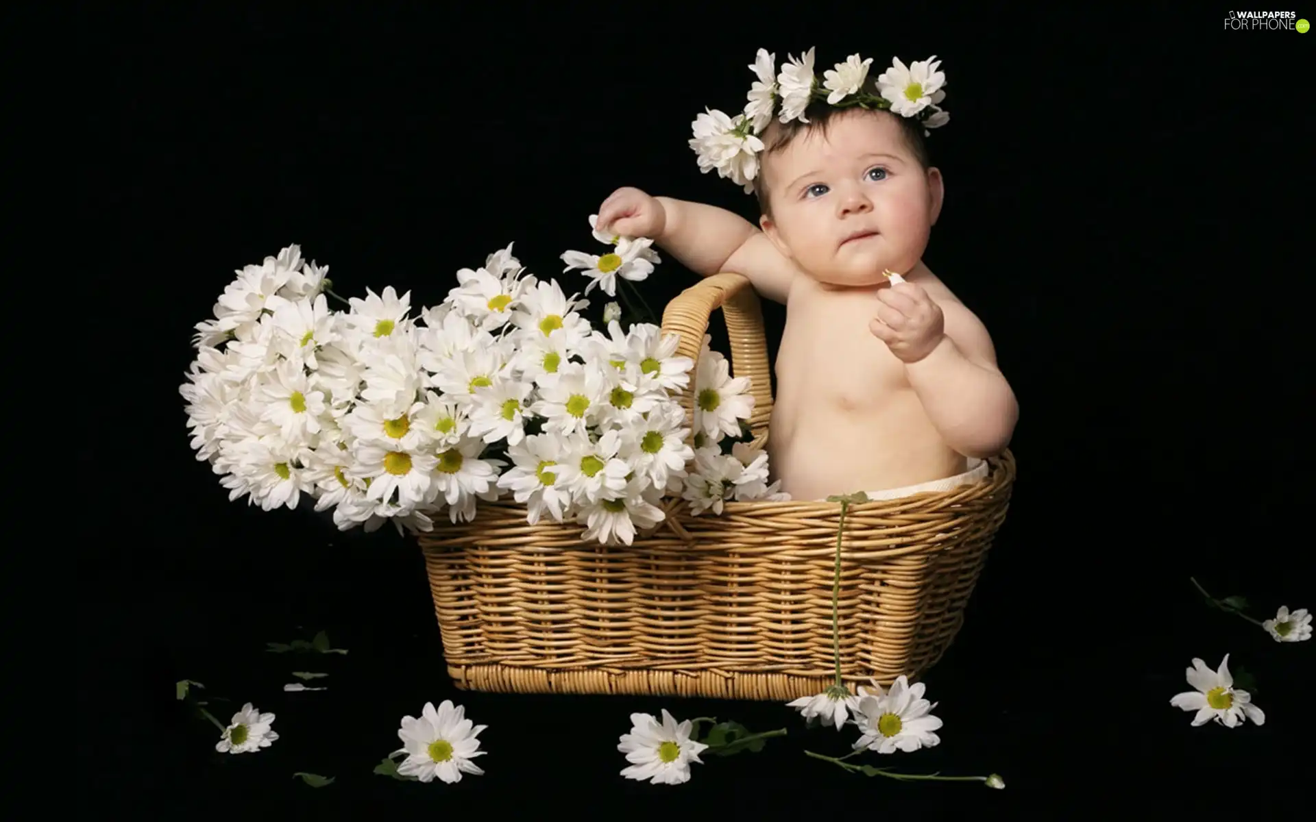 Flowers, wreath, basket, White, Kid
