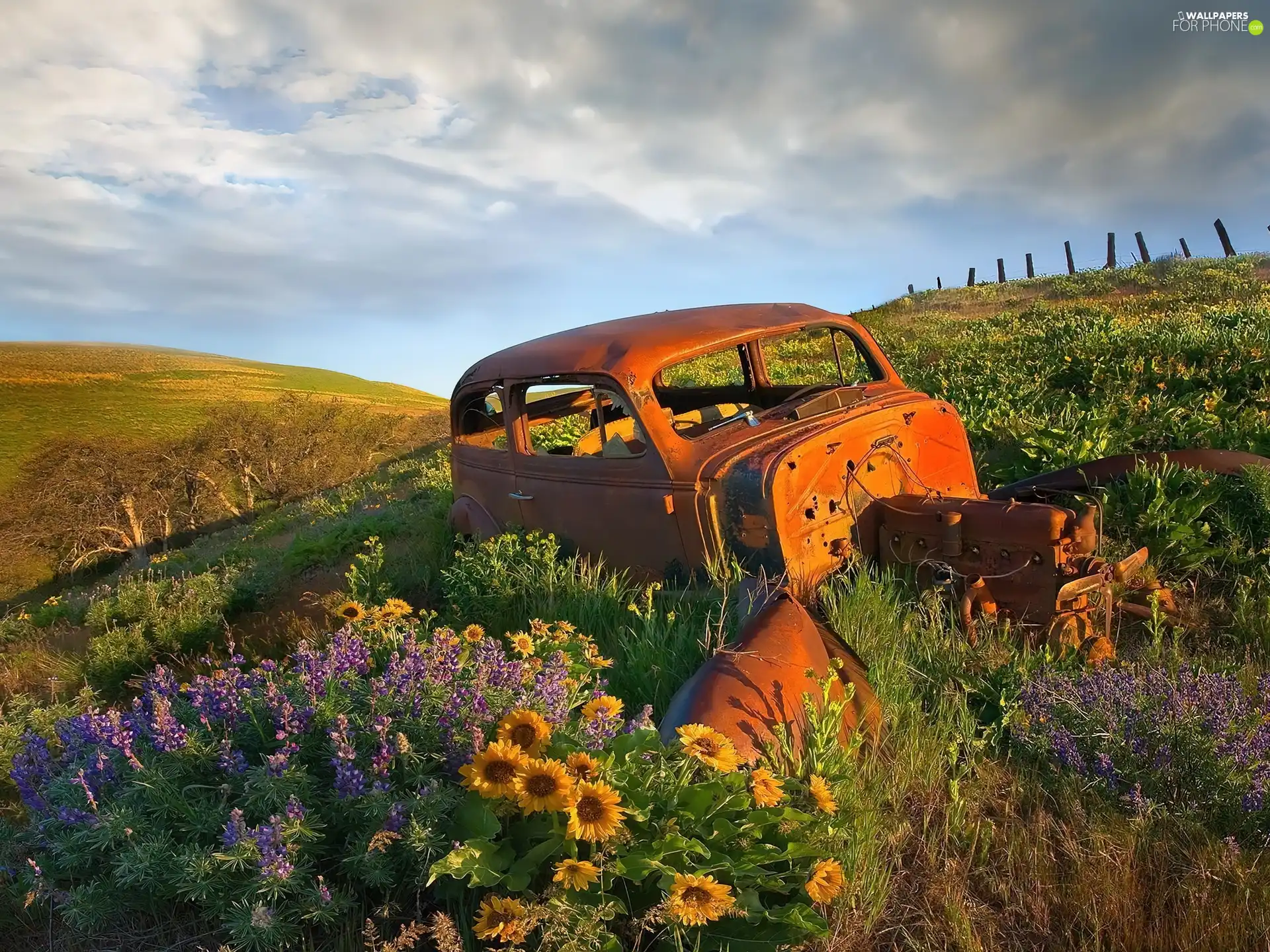 wreck, Meadow, Flowers, Automobile