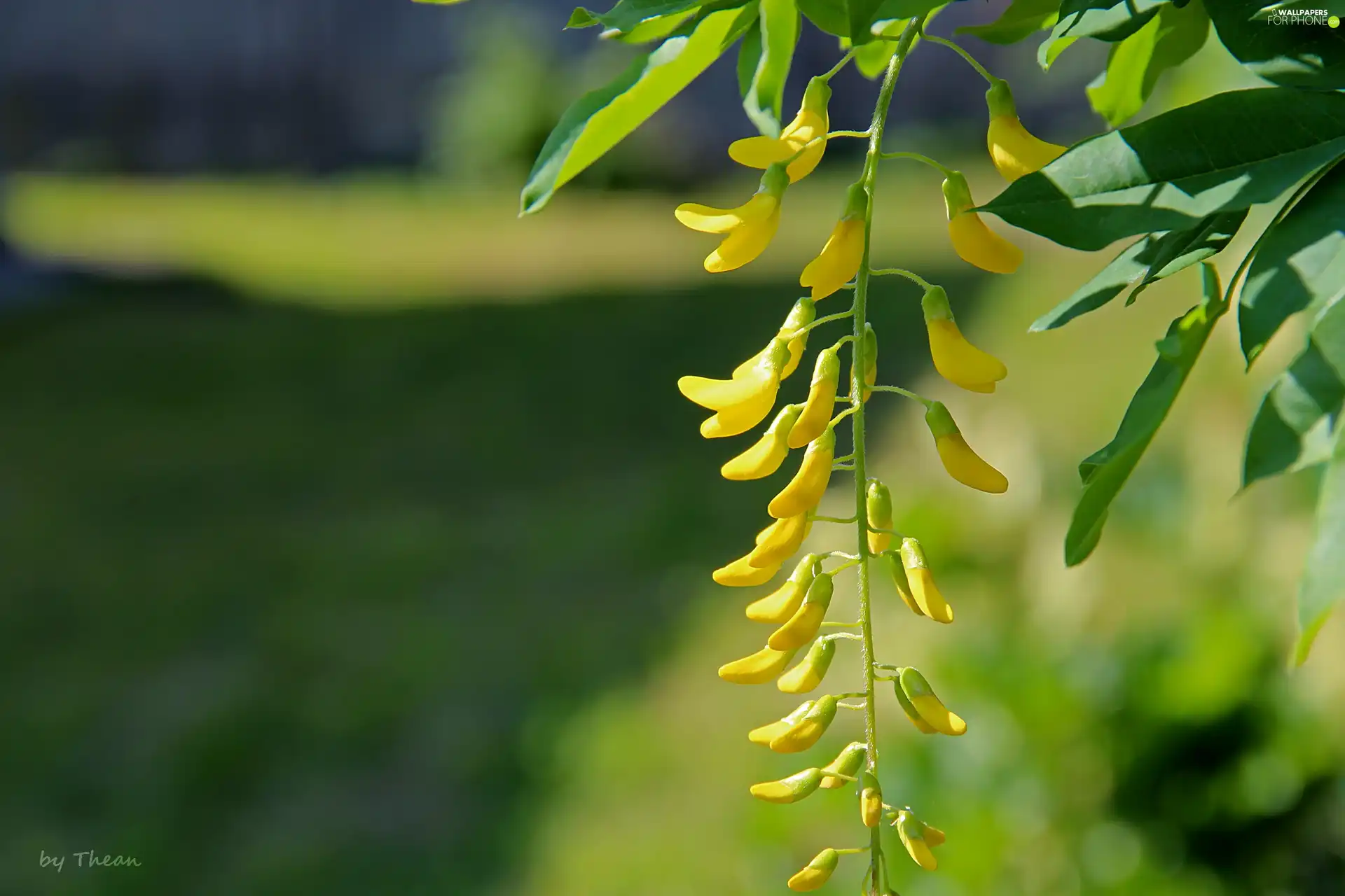 Laburnum, Yellow, Flowers