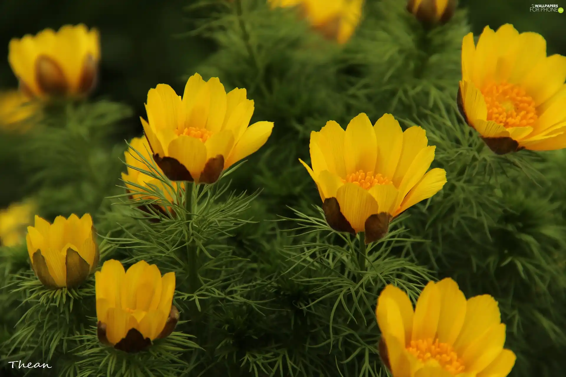 Yellow, Flowers