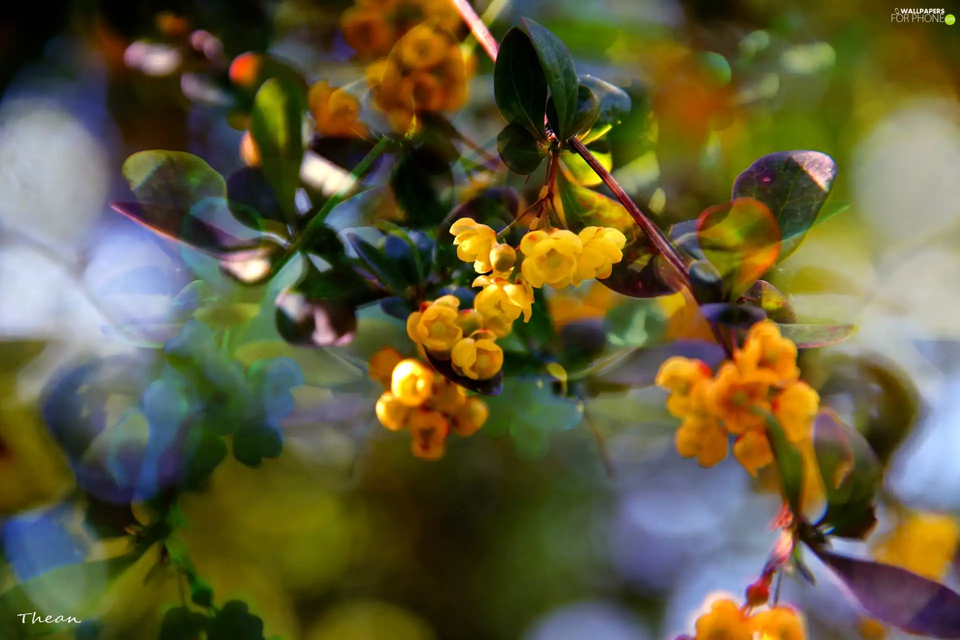 Yellow, Flowers