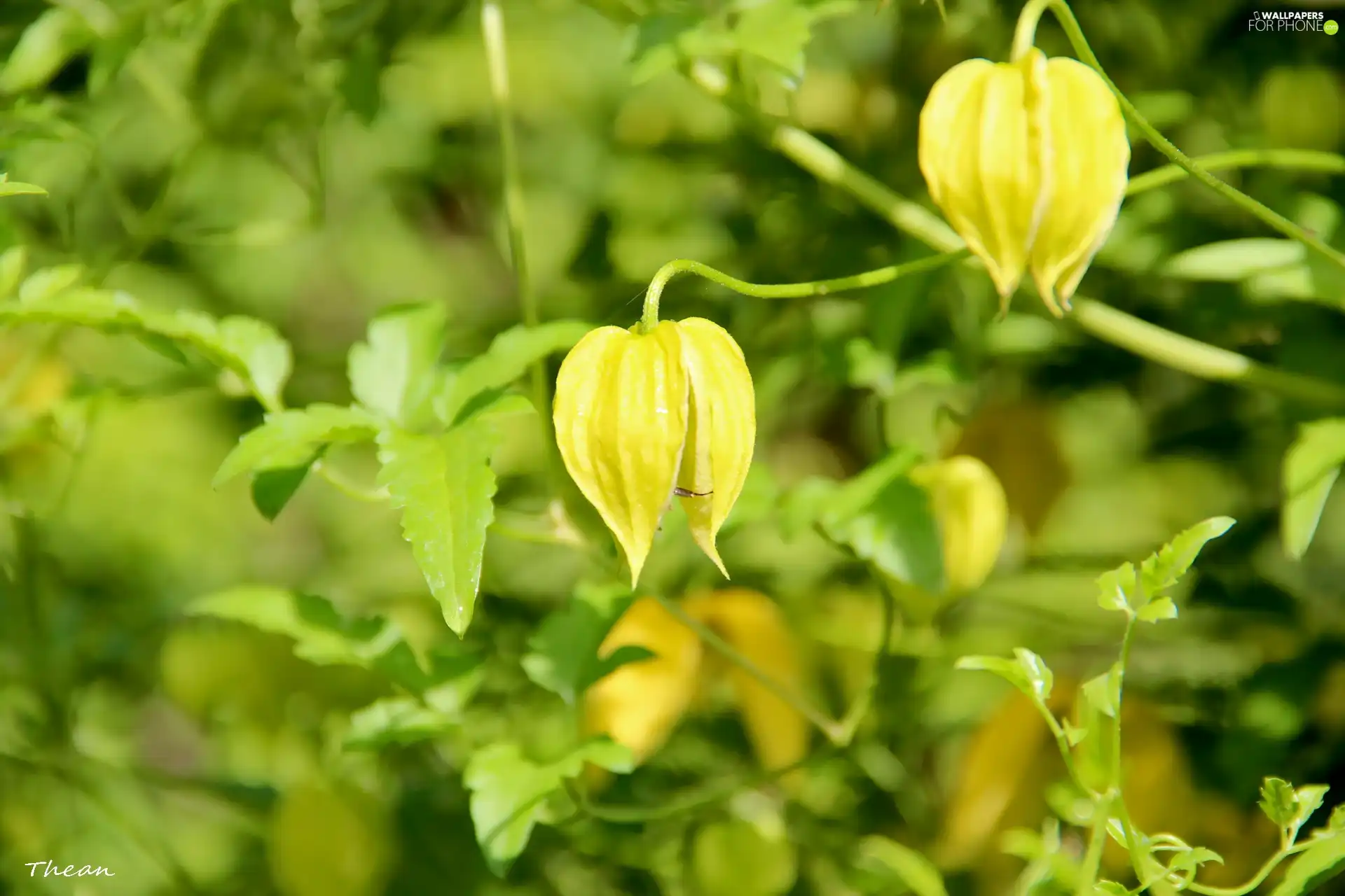 Yellow, Flowers