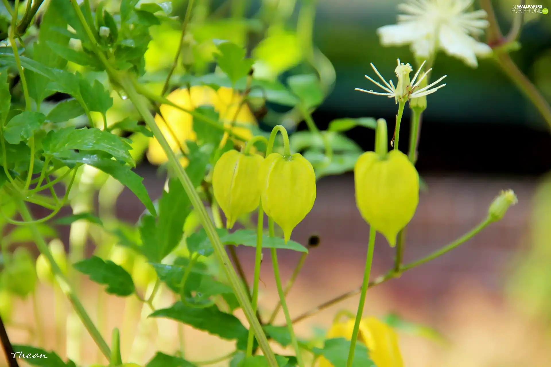 Yellow, Flowers