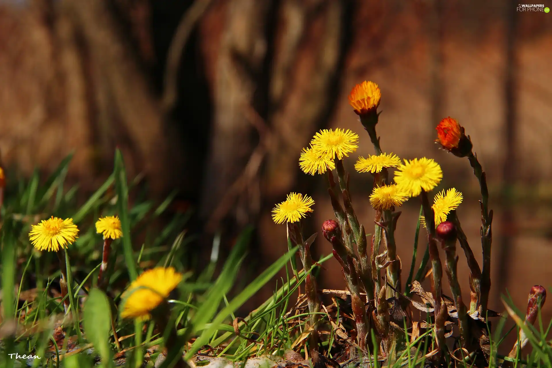 Yellow, Flowers